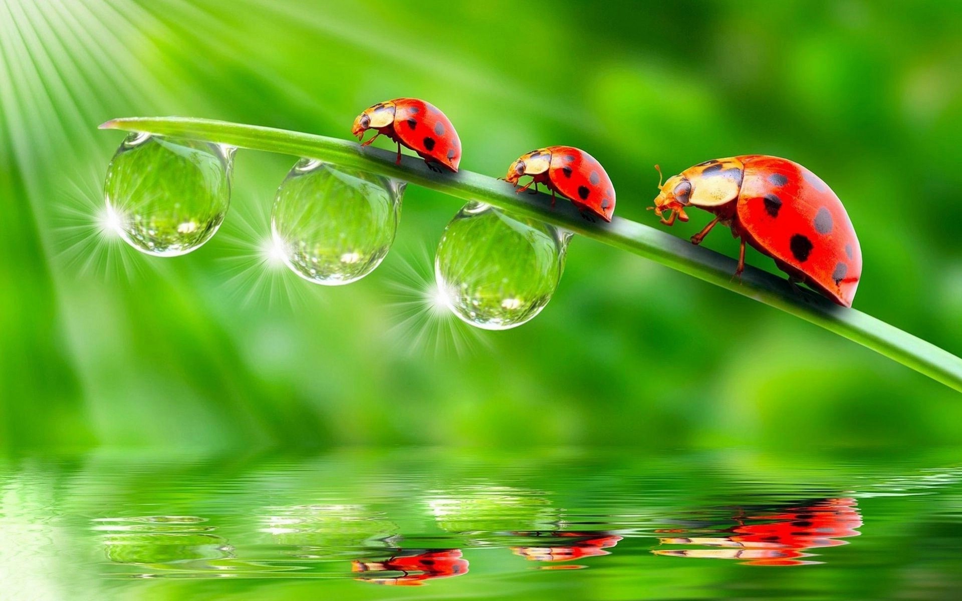 1920x1200 ladybugs, Animals, Insect, Water Drops, Reflection Wallpapers HD / Desktop  and Mobile Backgrounds