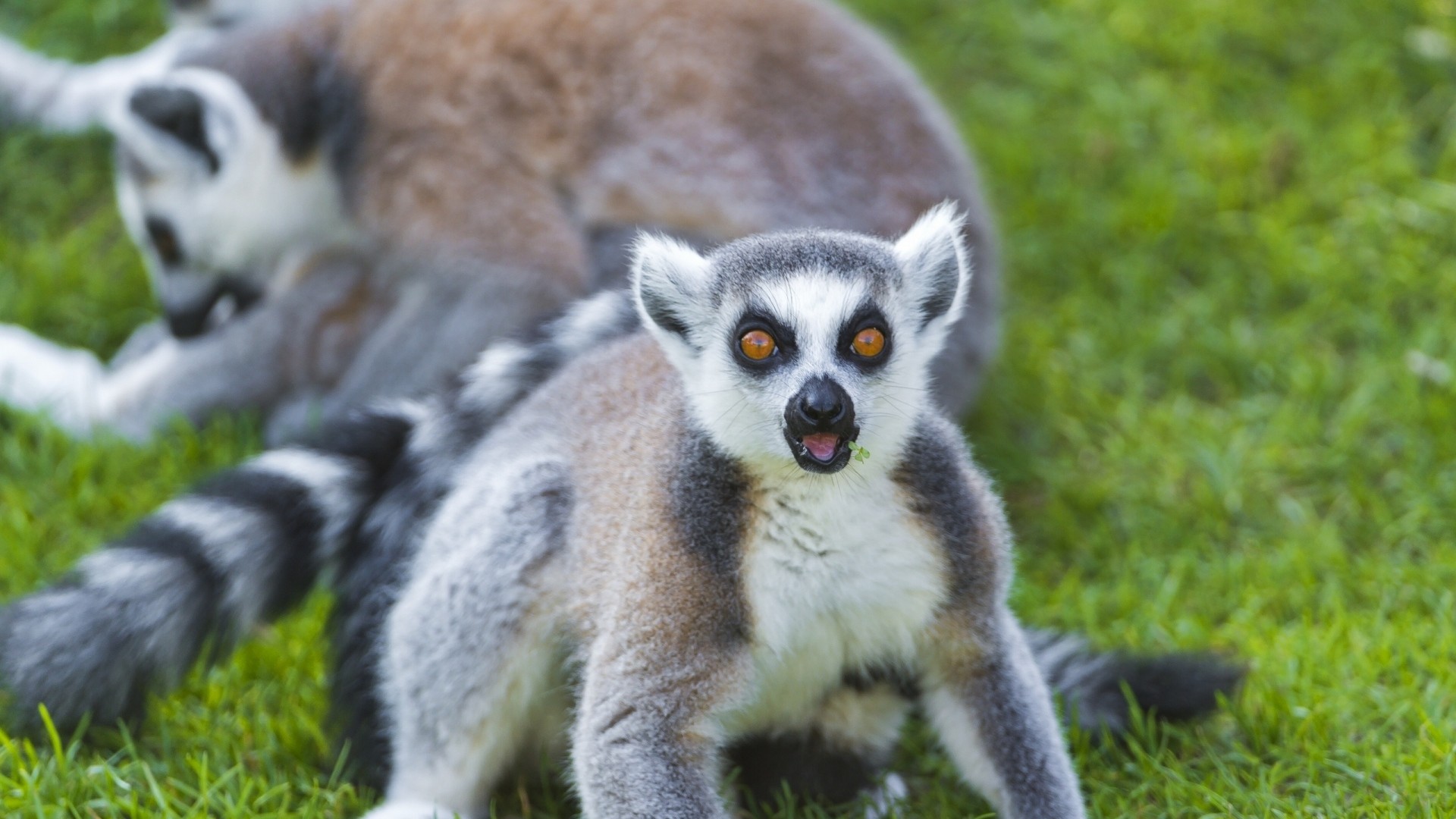 1920x1080  Wallpaper lemur, grass, screaming, surprise