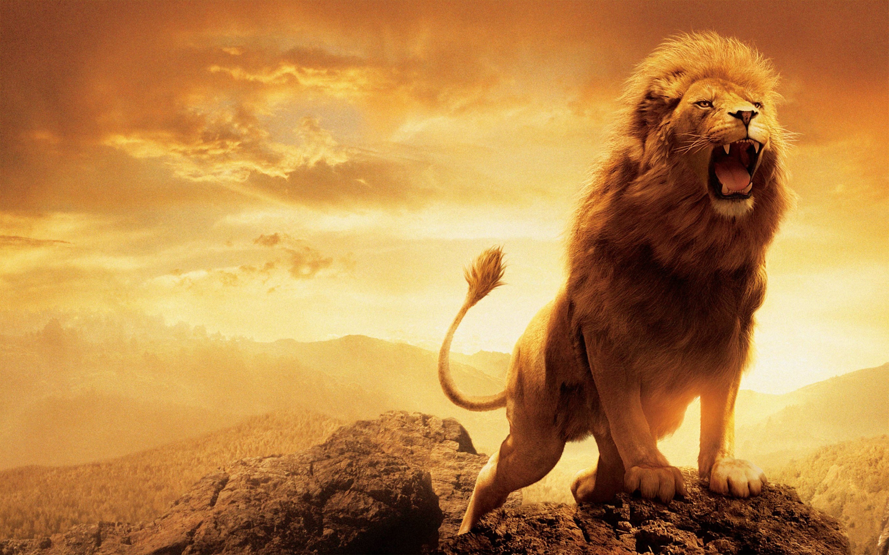 wiki Aslan Narnia PIC WPC0011255 HD wallpaper