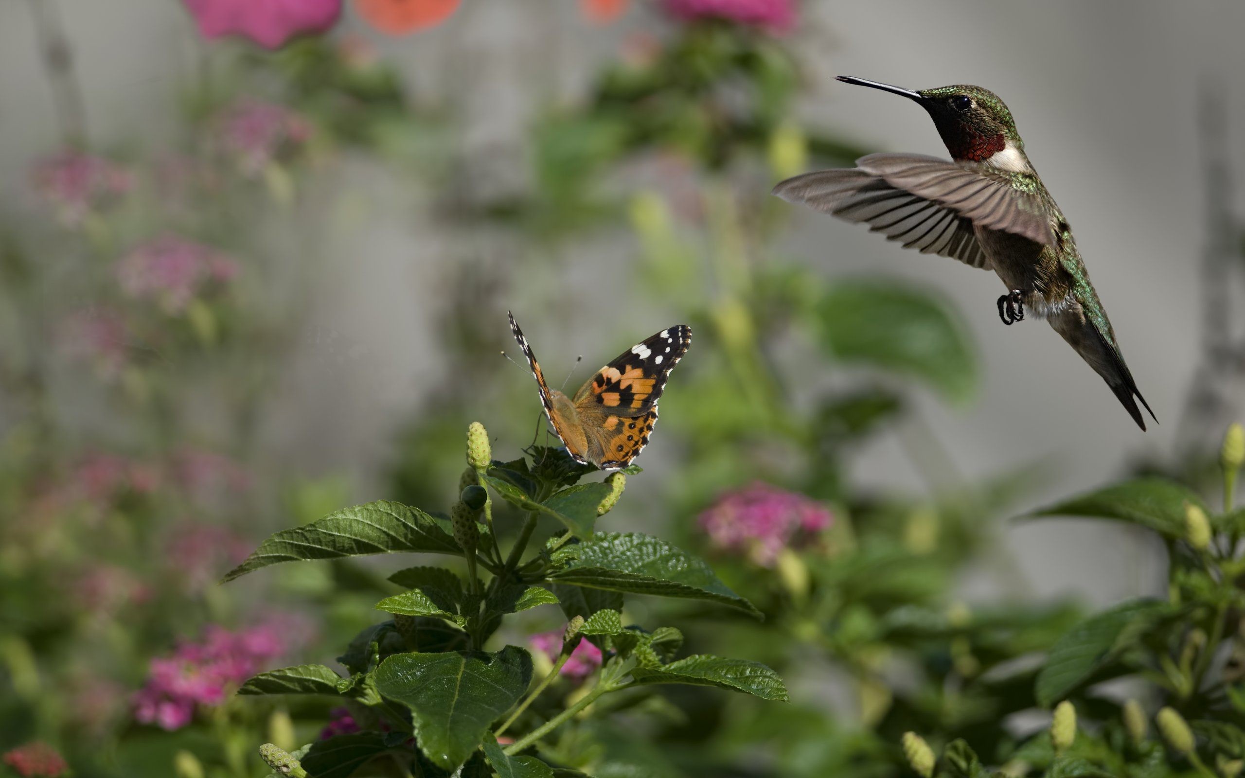 2560x1600 Hummingbird and flowers - Widescreen hummingbirds Wallpapers .