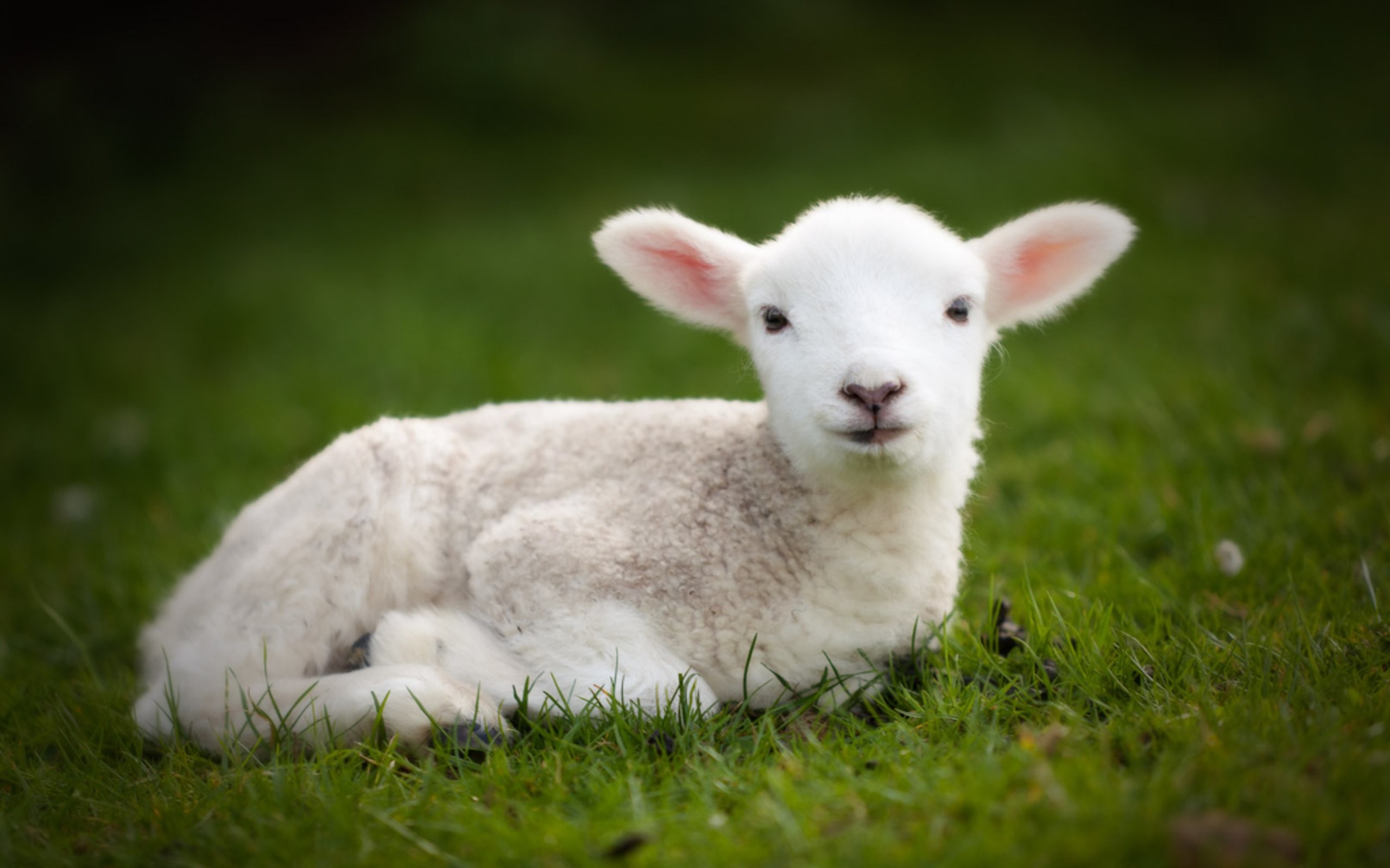 2560x1600 Cute baby sheep wallpapers