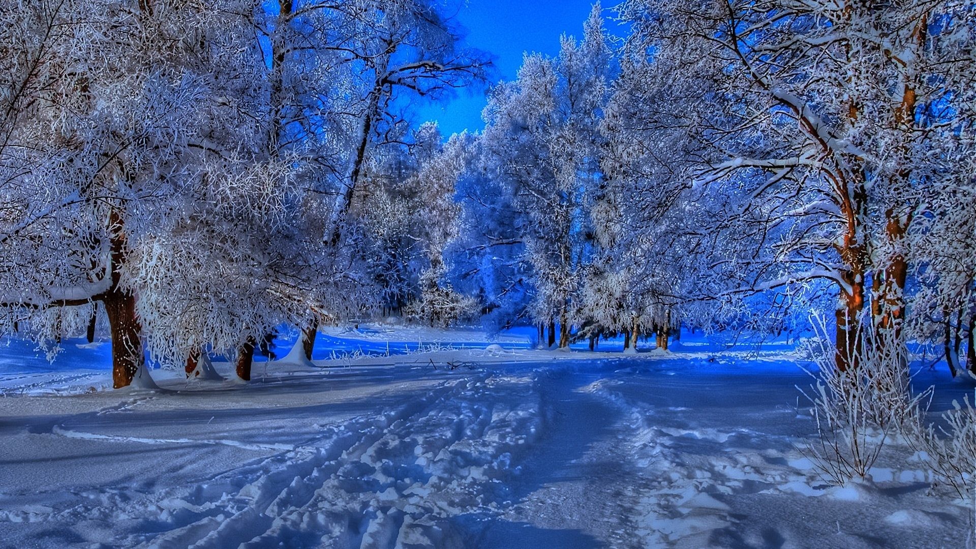 1920x1080 #3377DD Color - Snowy Astonishing Woods Winter Forest Footprints Path Snow  Desktop Scenes for HD
