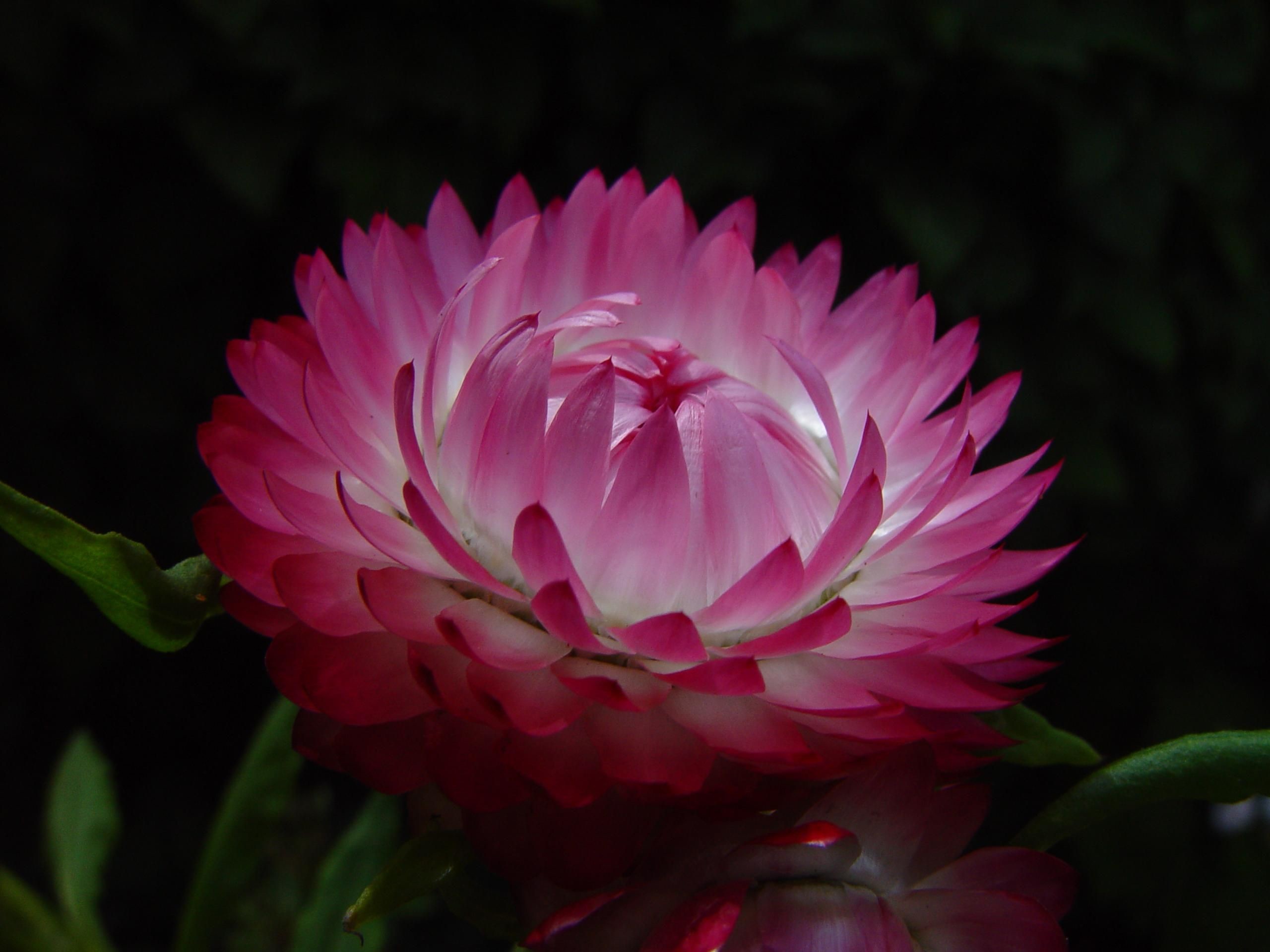2560x1920 Fuschia Pink Background Flowers