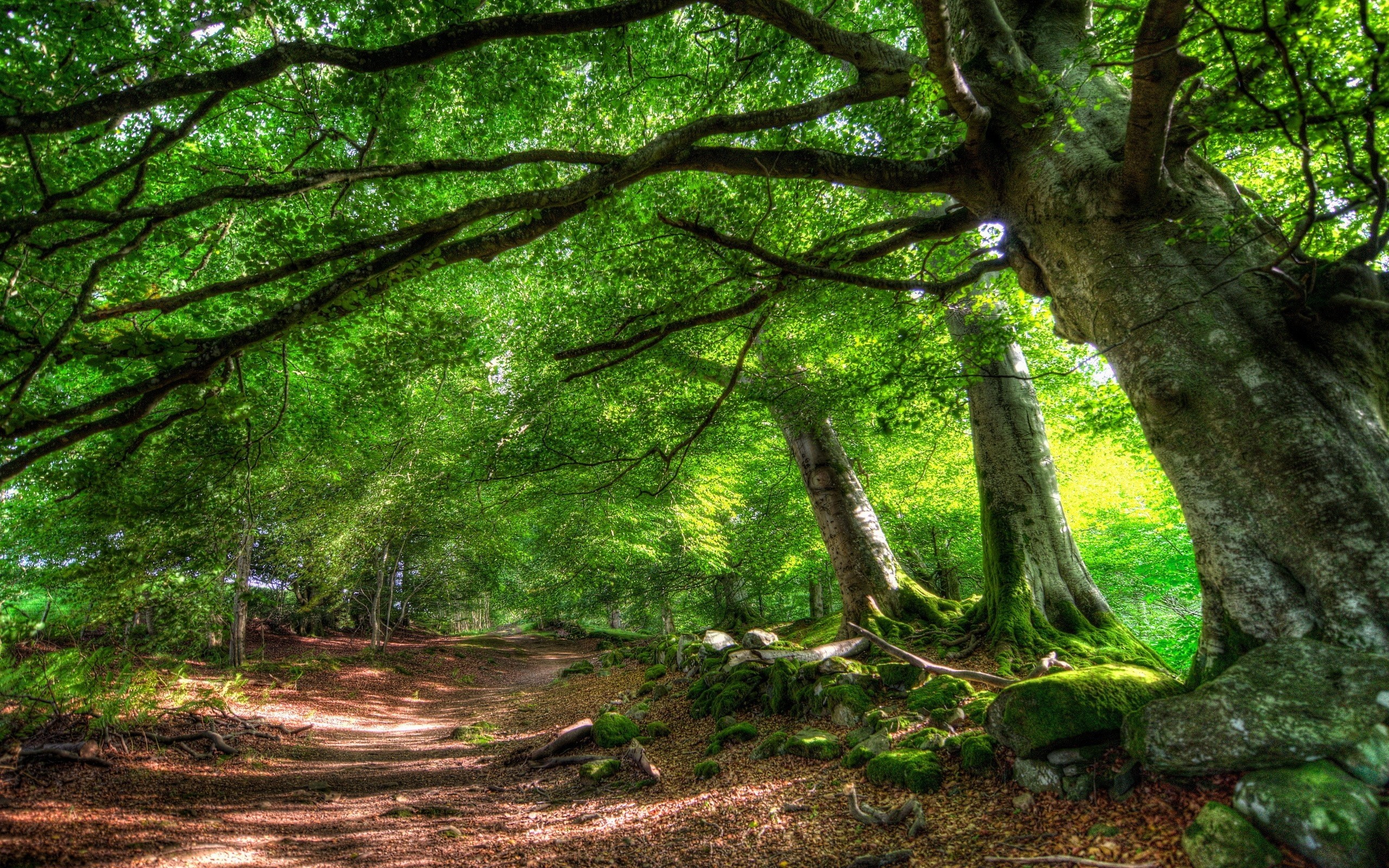 2560x1600 Forest trail of green trees HD Desktop Wallpaper