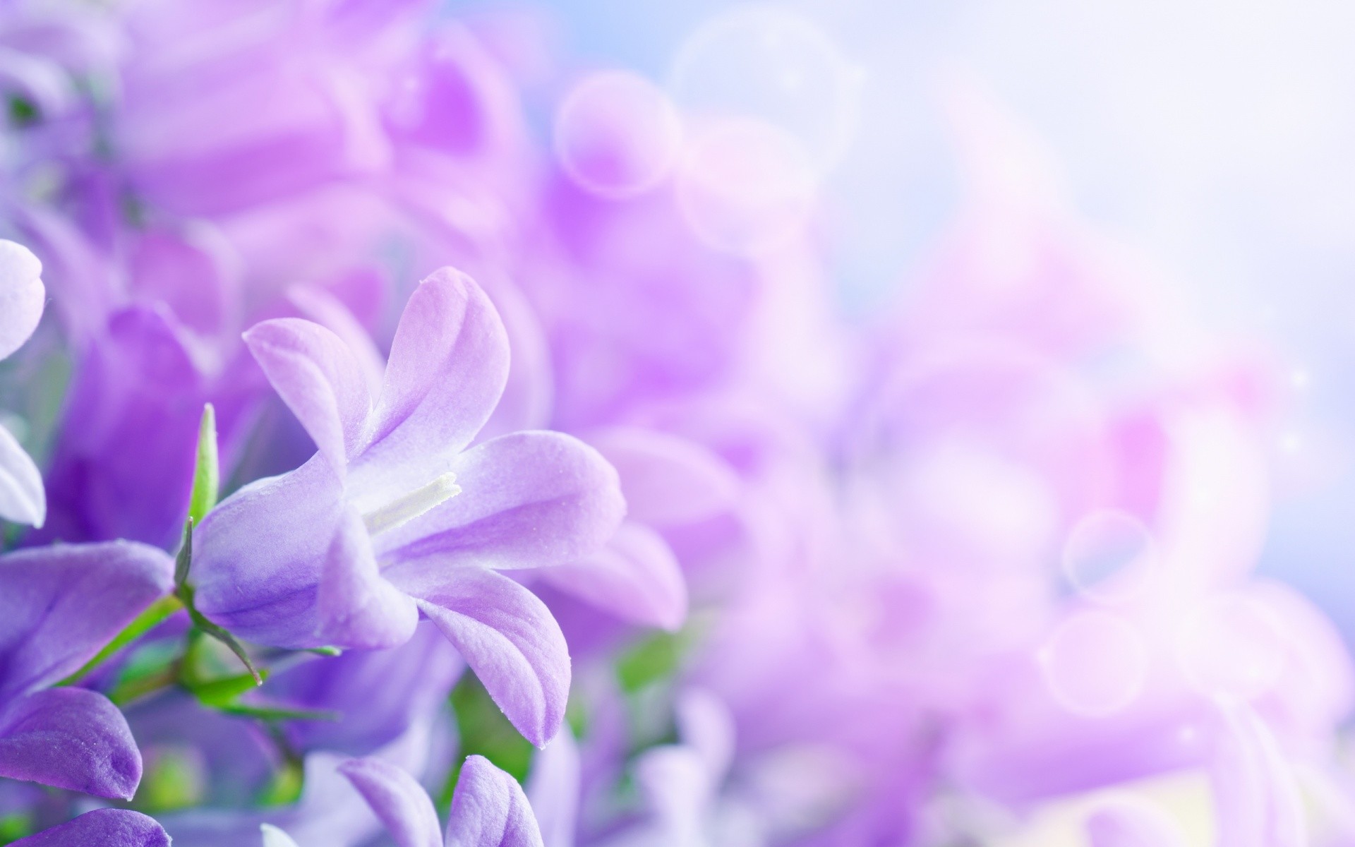 1920x1200 wallpaper.wiki-Download-Free-Wallpaper-Flowers-Background-PIC-