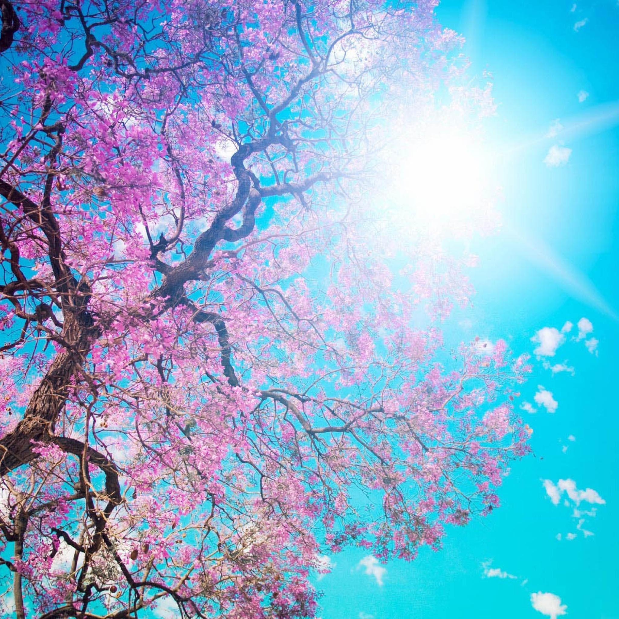 2048x2048 iPad Wallpapers Pink flowers of the tree - Plant & Flower, New .