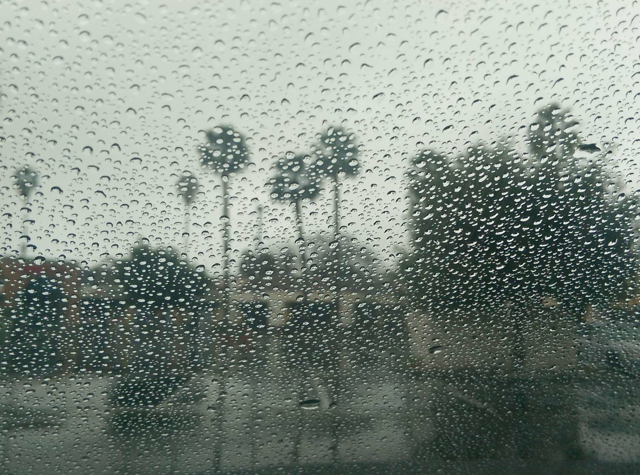 2048x1520 fall, palm trees, rain, rainy day, window, winter wallpaper and background
