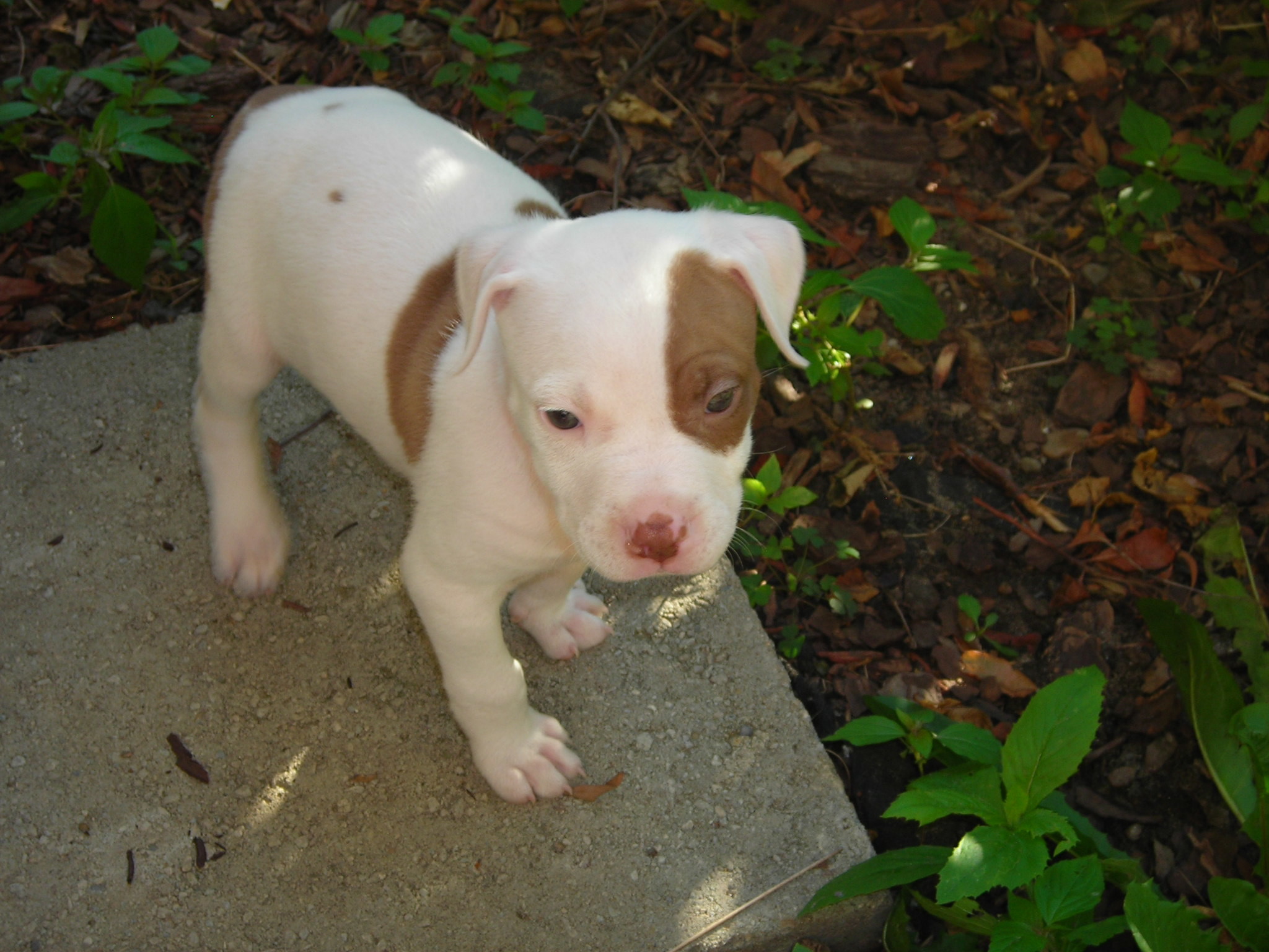 2048x1536 Baby Pitbull Images & Pictures - Becuo