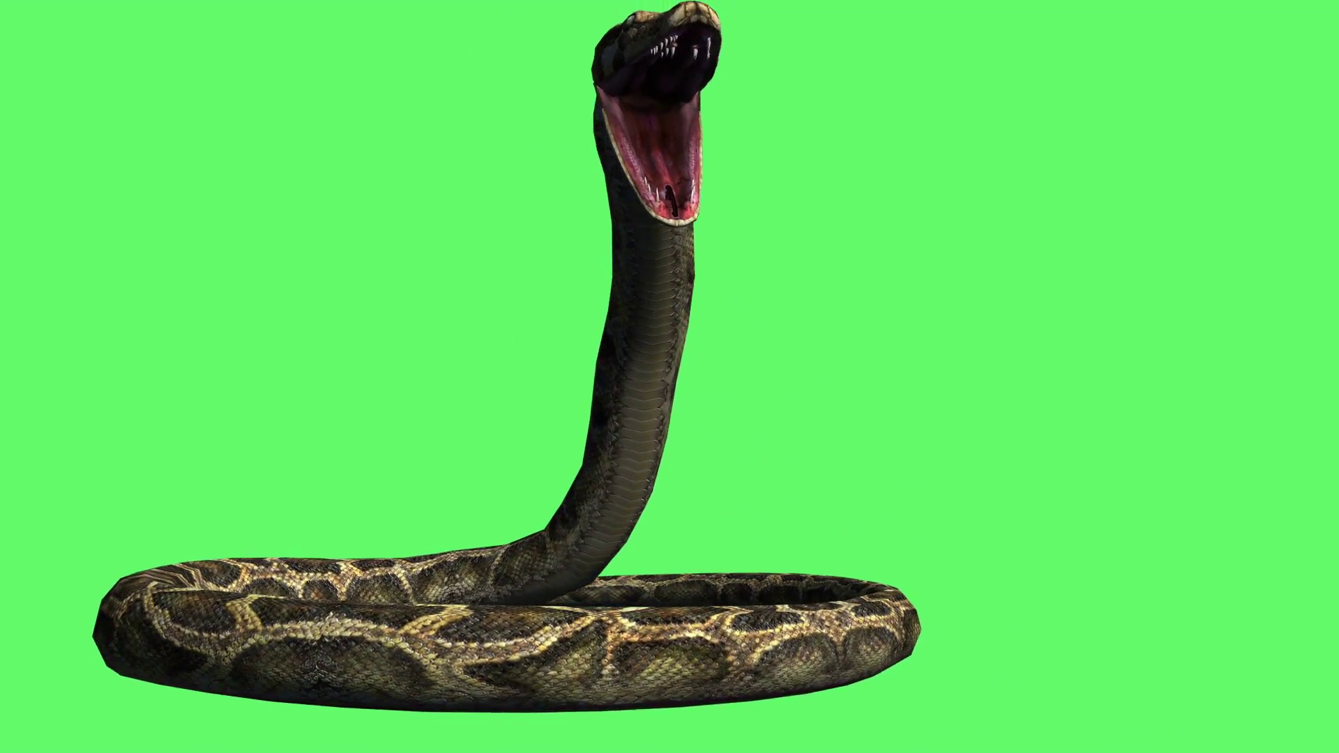 1920x1080 3d animation Snake - python crawl on the ground - Animal Green Screen  Motion Background - VideoBlocks