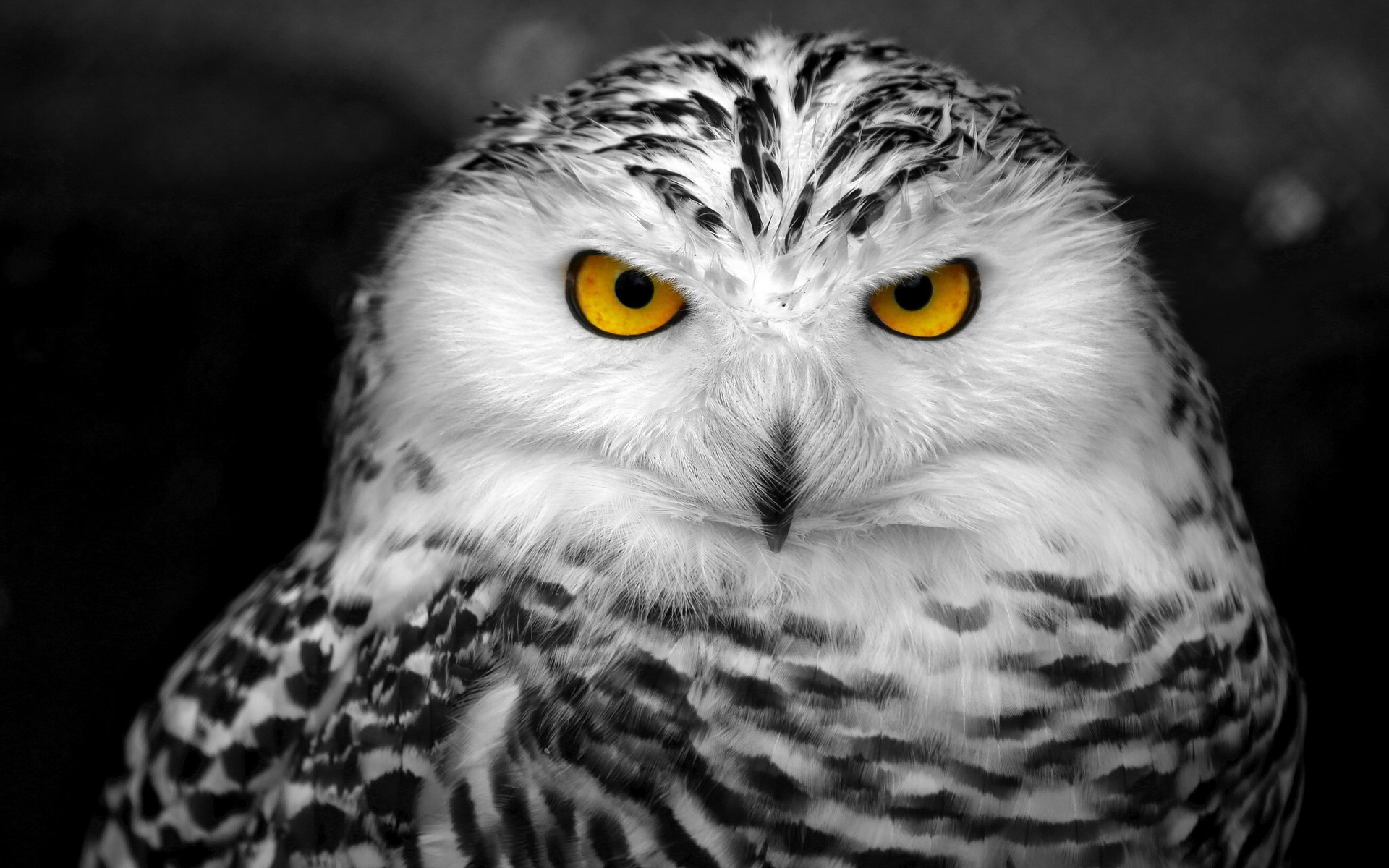 1920x1200 Snowy Owl