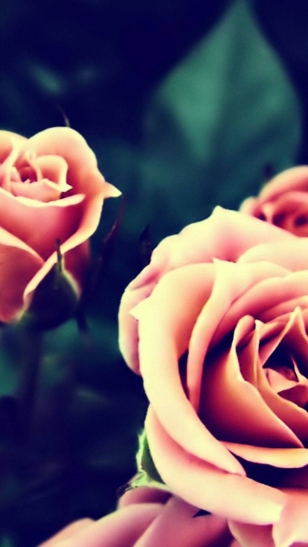 1080x1920 Pink Roses iPhone 6 Plus HD Wallpaper