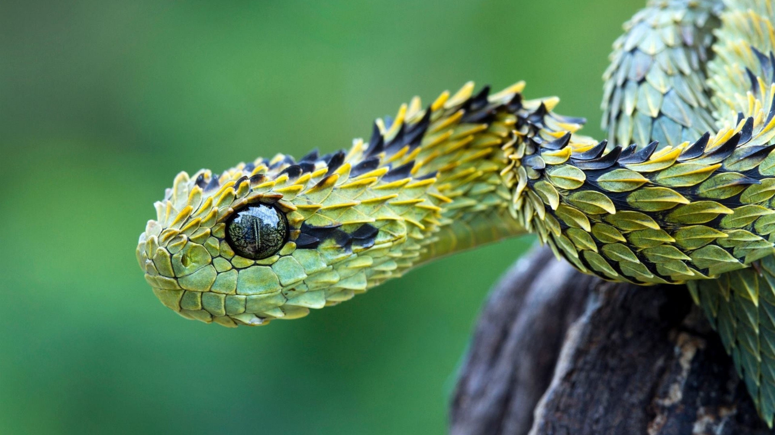 2560x1440  Wallpaper snake, scales, eyes