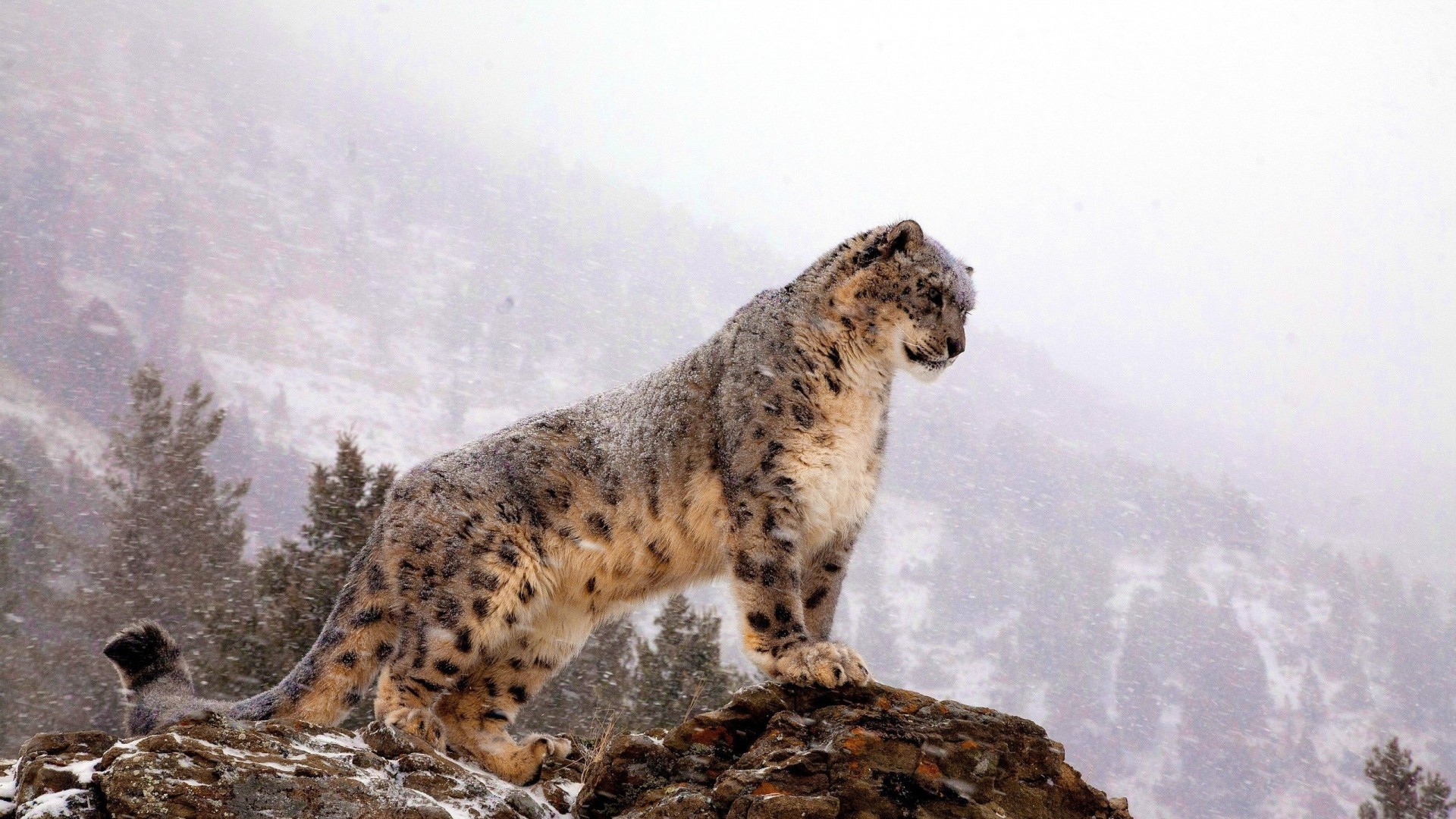 1920x1080  Preview wallpaper snow leopard, top, big cat, predator 