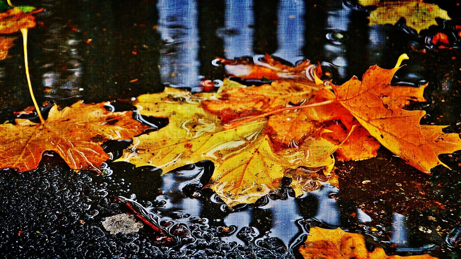 1920x1080 #BB2200 Color - Water Autumn Leaves Fallen Rain Colors Fall Picture for HD  16: