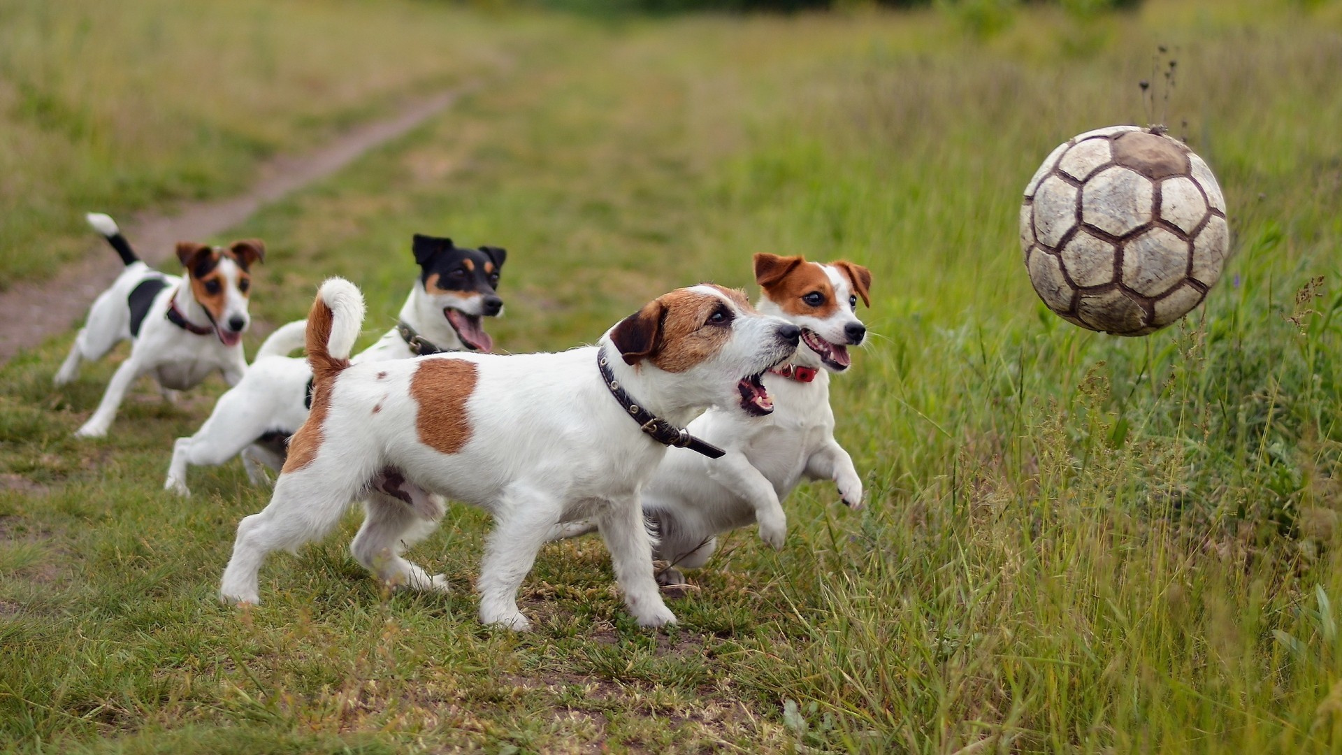 1920x1080 People  dog soccer ball animals Jack Russell Terrier