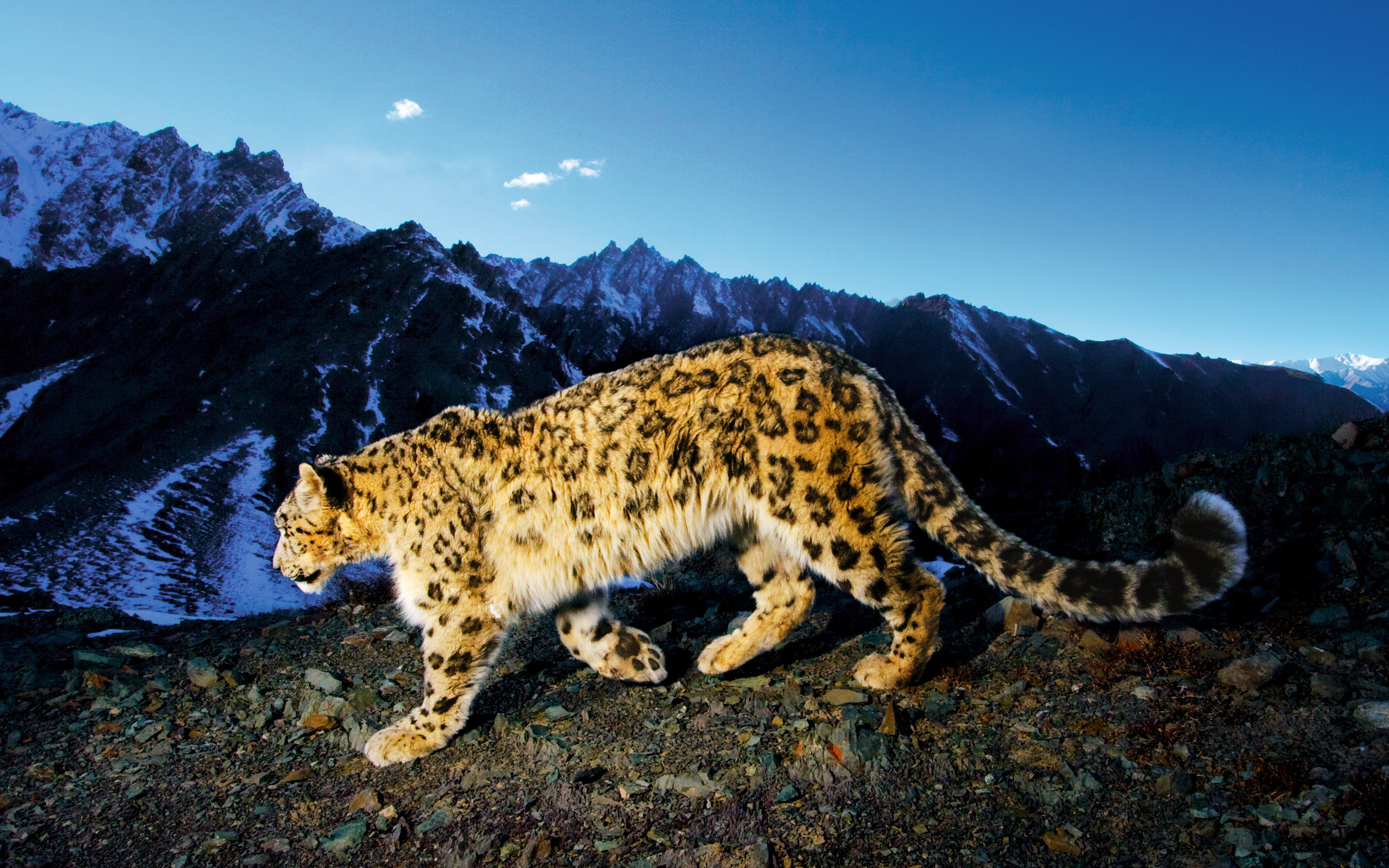 2560x1600 Snow Leopard Desktop Pictures. Apple WallpaperWallpaper ...