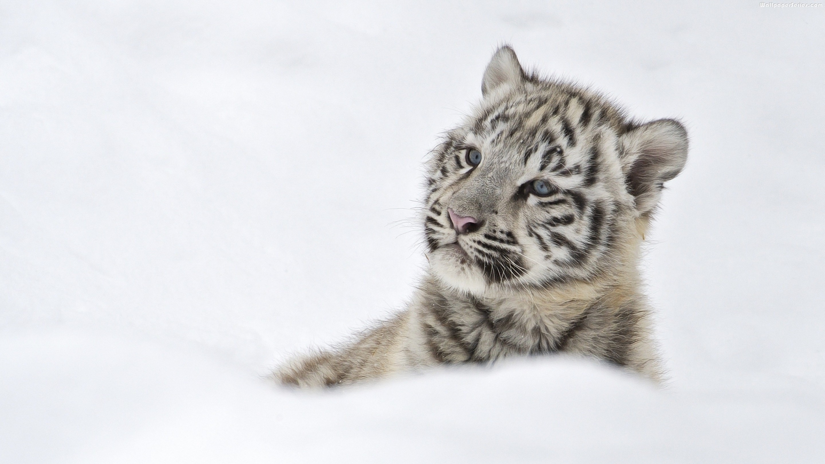 2880x1620 Cool white tiger cubs wallpaper - white tiger cubs category
