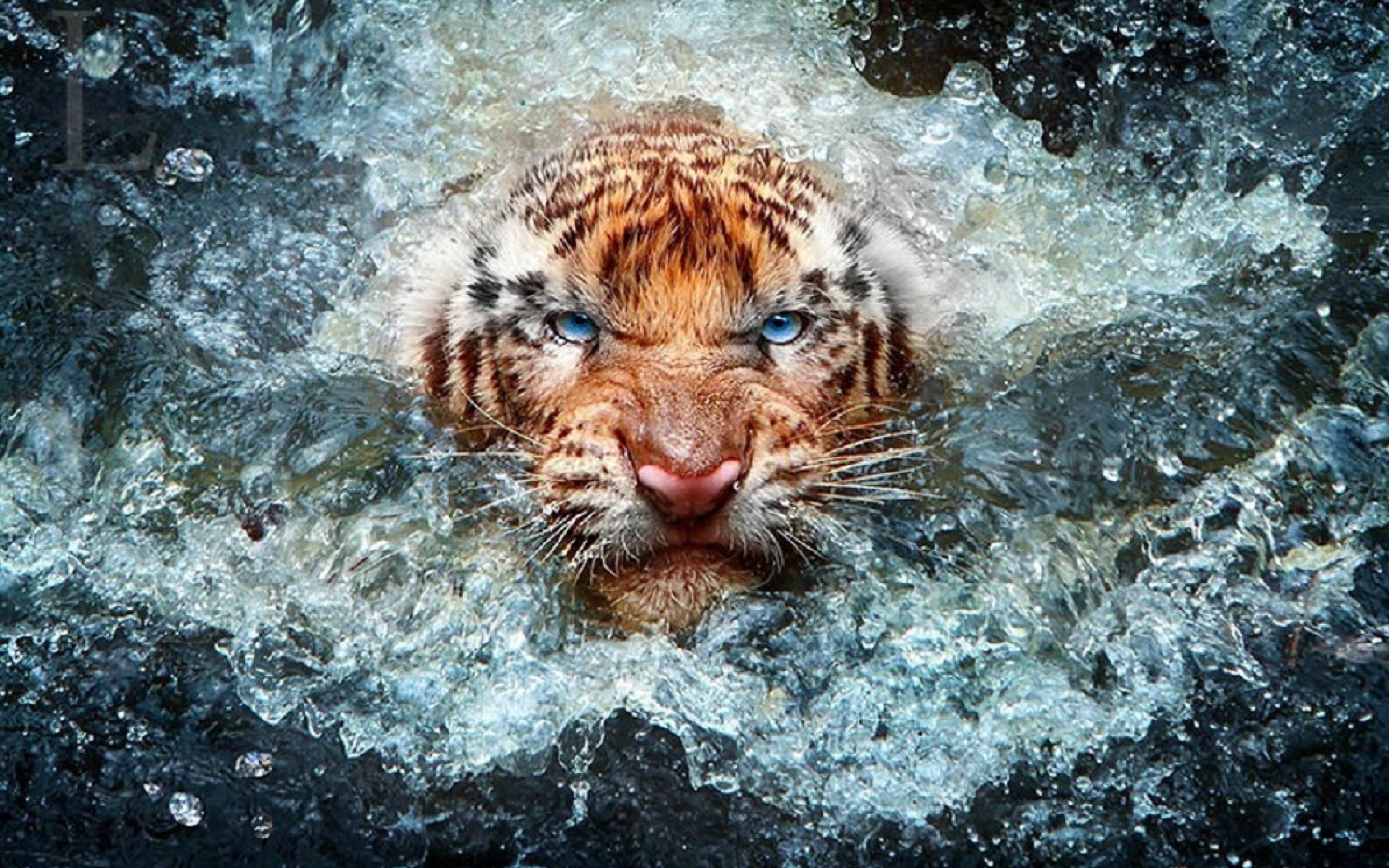 2880x1800 tiger wildlife photography desktop wallpaper