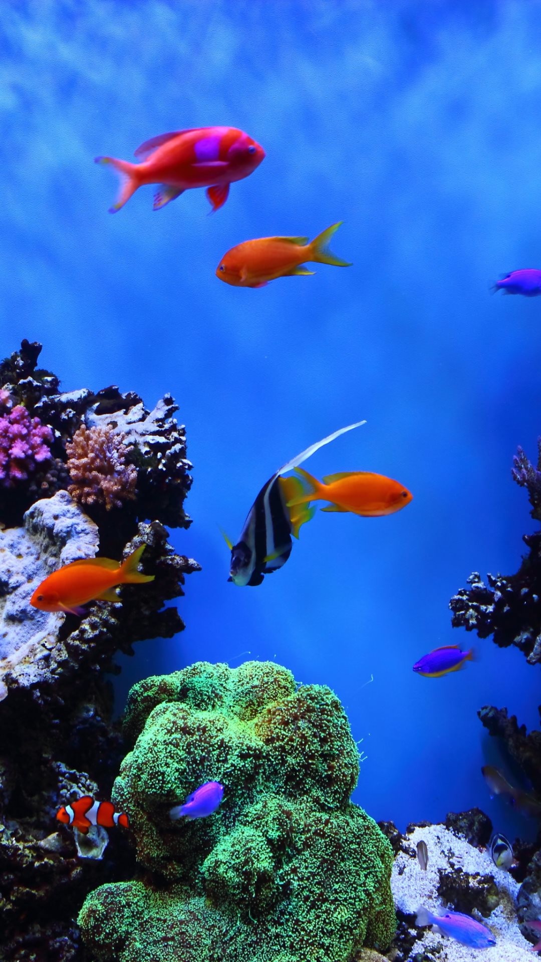 1080x1920 4K HD Wallpaper: Tropical Fish at Monterey Bay Aquarium