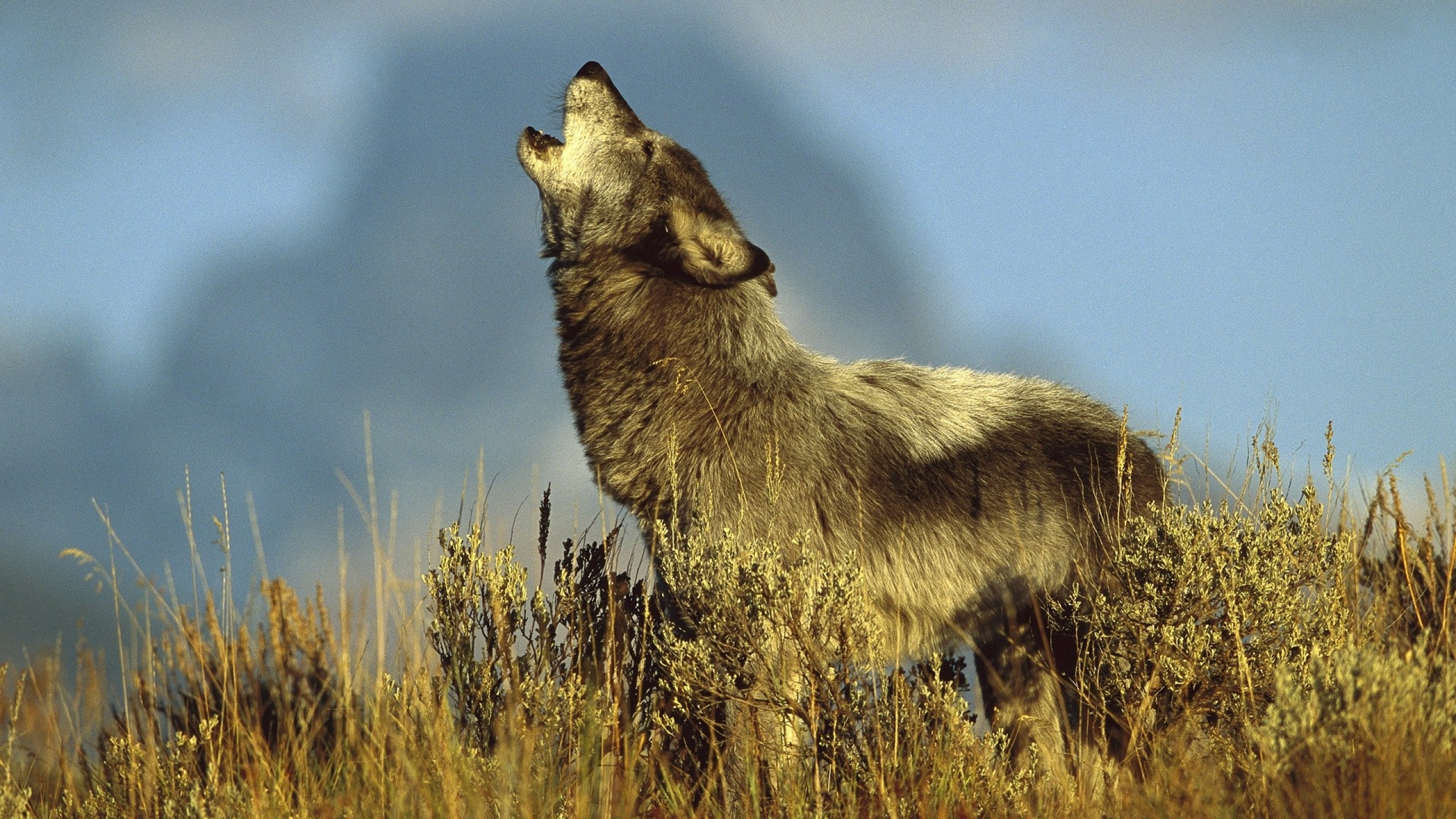 2560x1440 nature animals valley idaho timber wolf wolves 1920x1080 wallpaper Art HD  Wallpaper