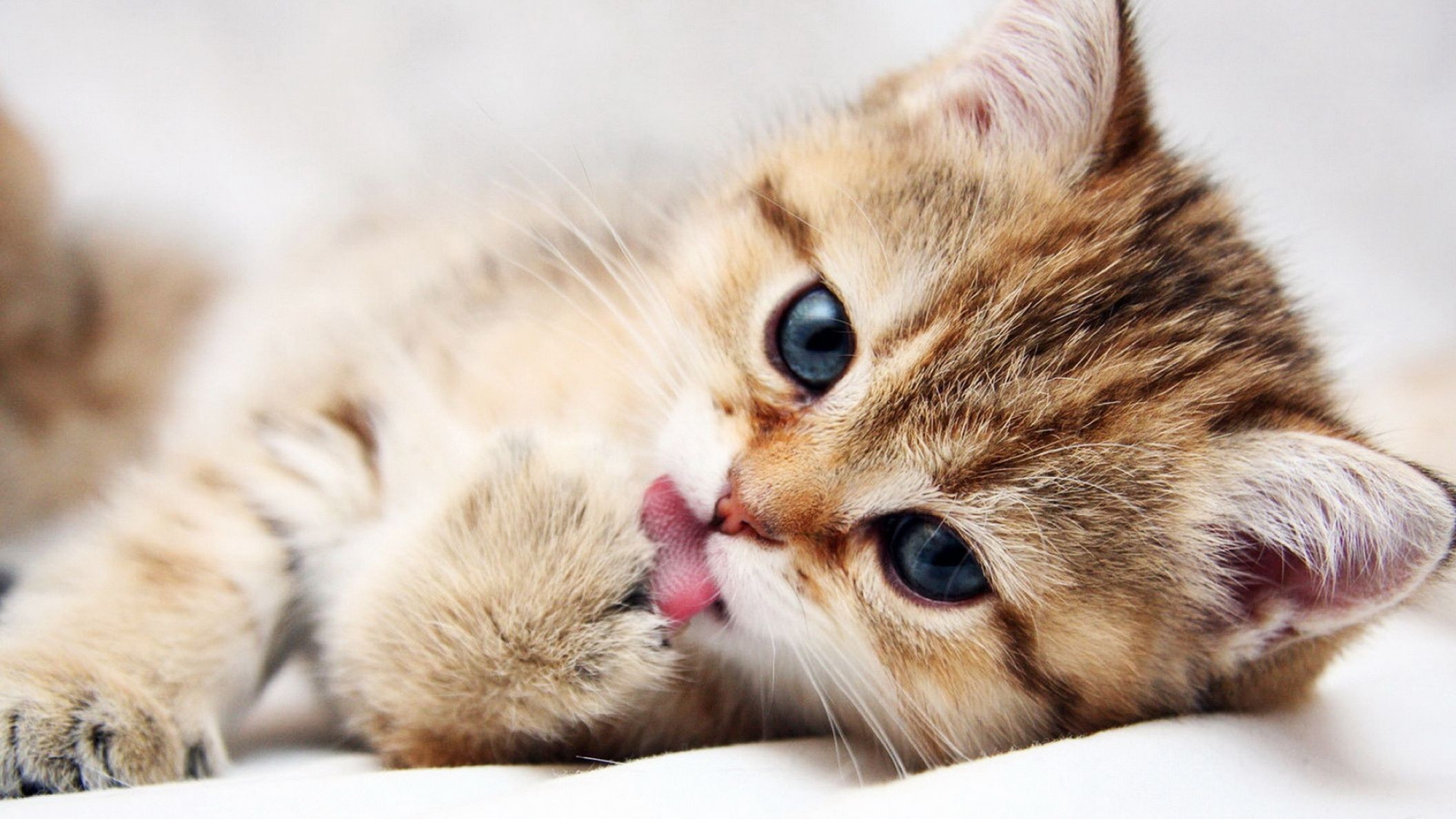 2112x1188 Animal Cute Cat HD Wallpaper: Desktop HD Wallpaper - Download Free .