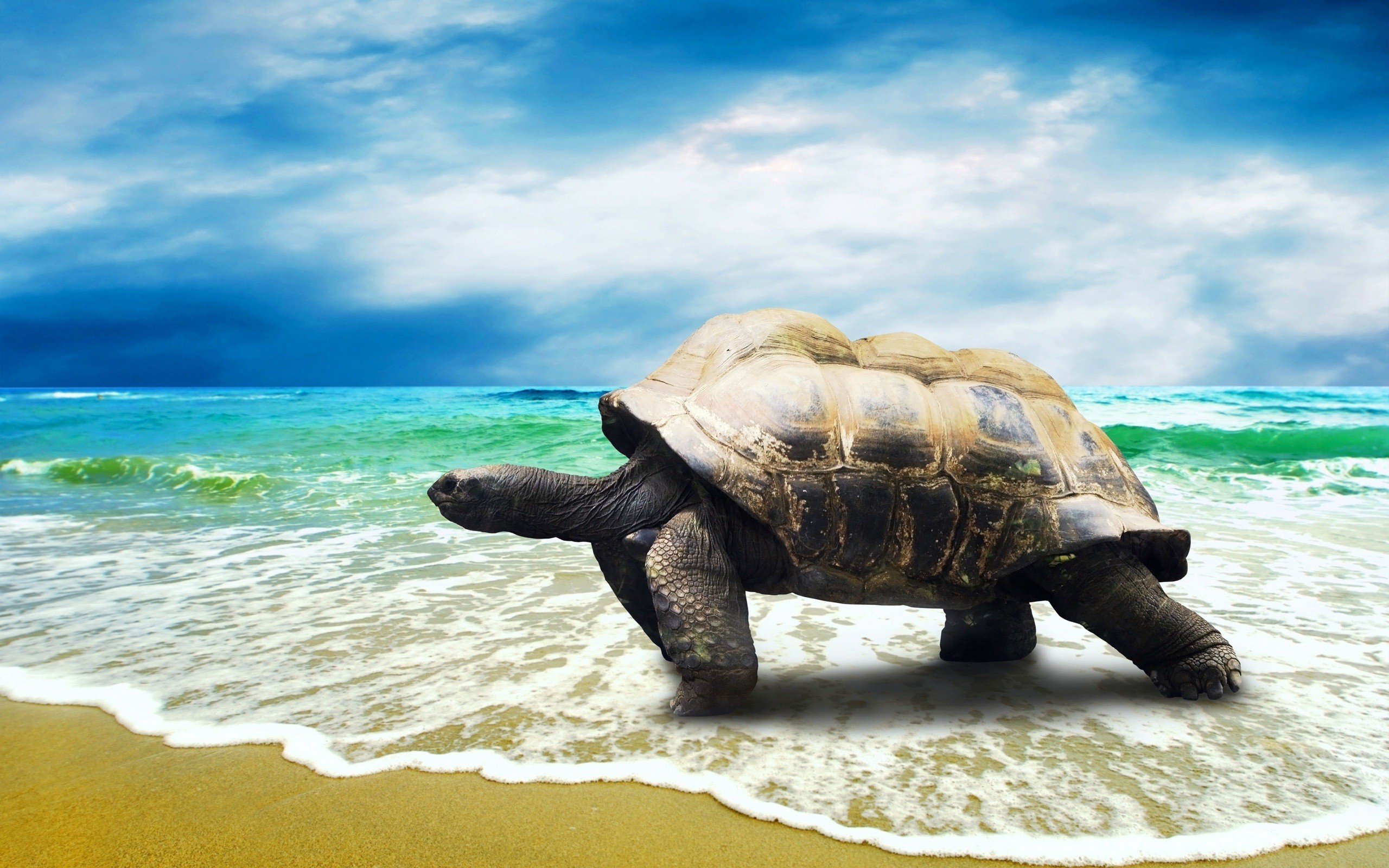 2560x1600 Big-Turtle-Walking-on-Beach-HD-Wallpapers