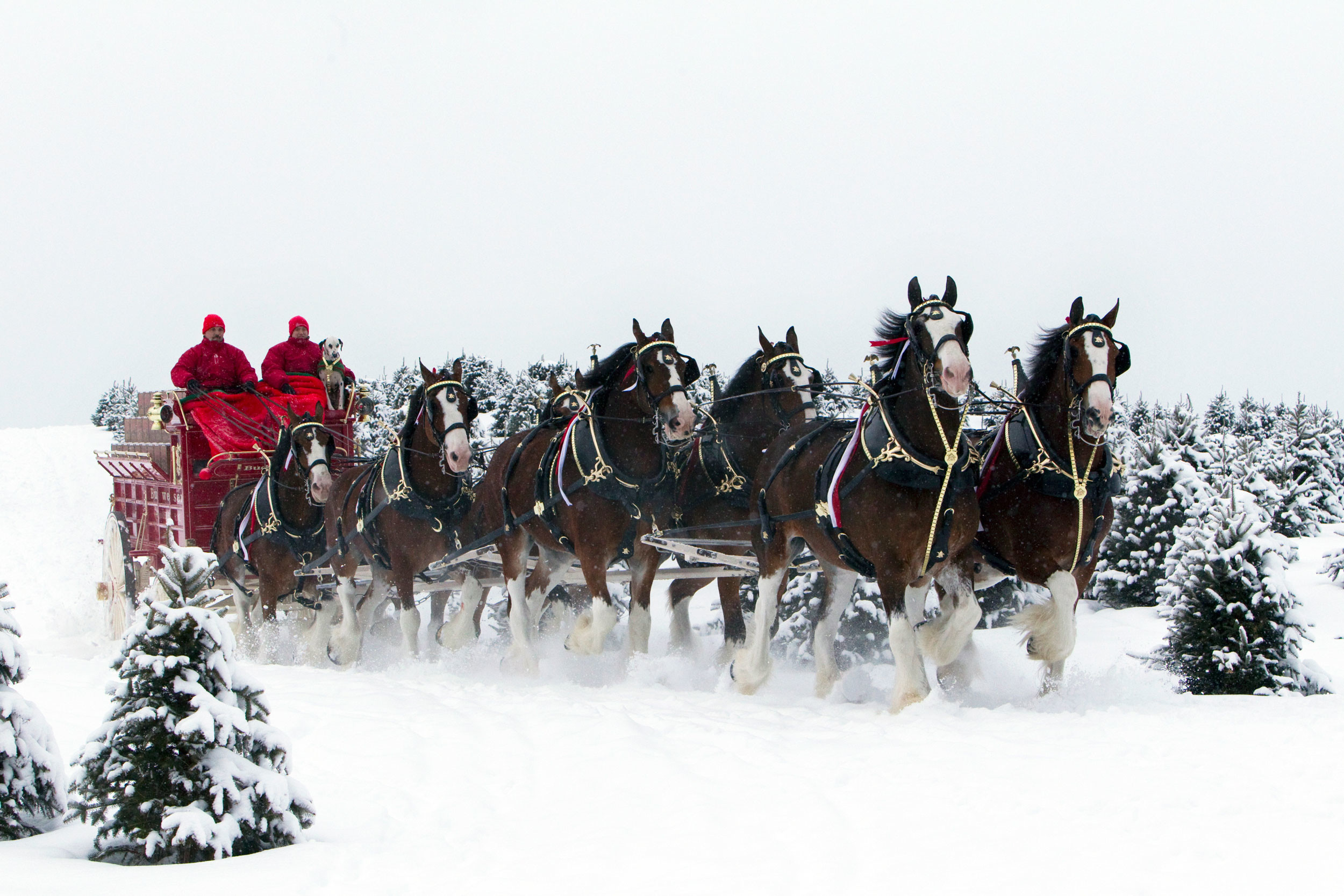 2500x1667 Photo: Budweiser Clydesdales In The Snow