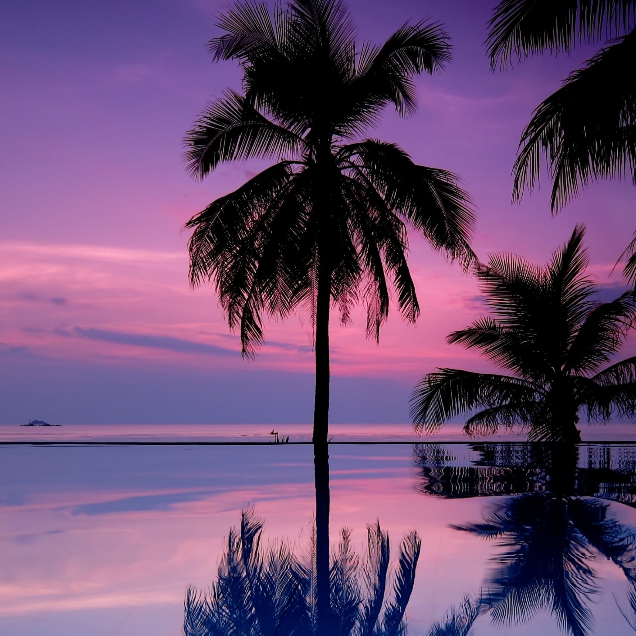 2048x2048 Preview wallpaper palm trees, night, silhouettes 