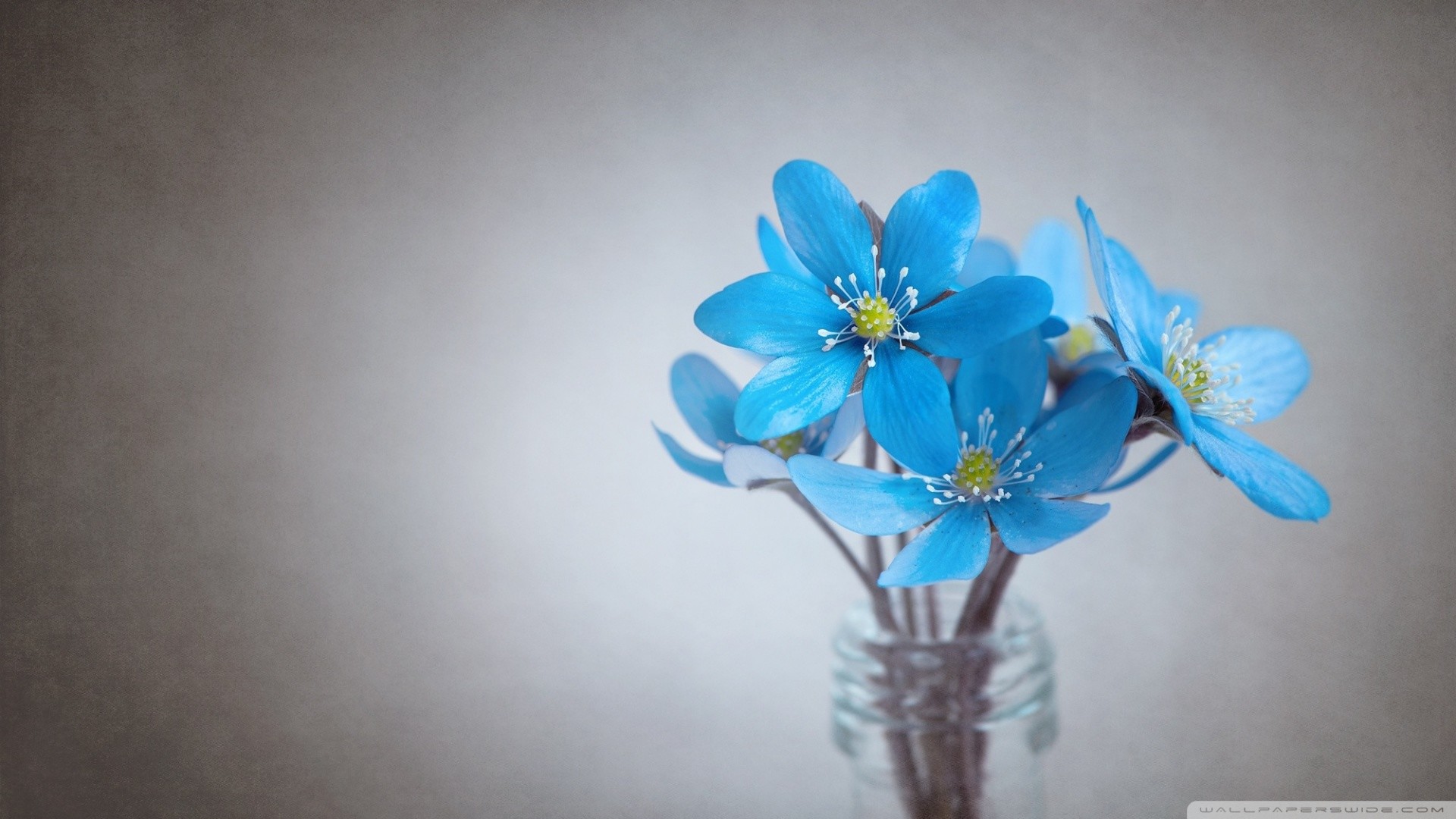 1920x1080 Small Blue Flowers HD Wide Wallpaper for Widescreen