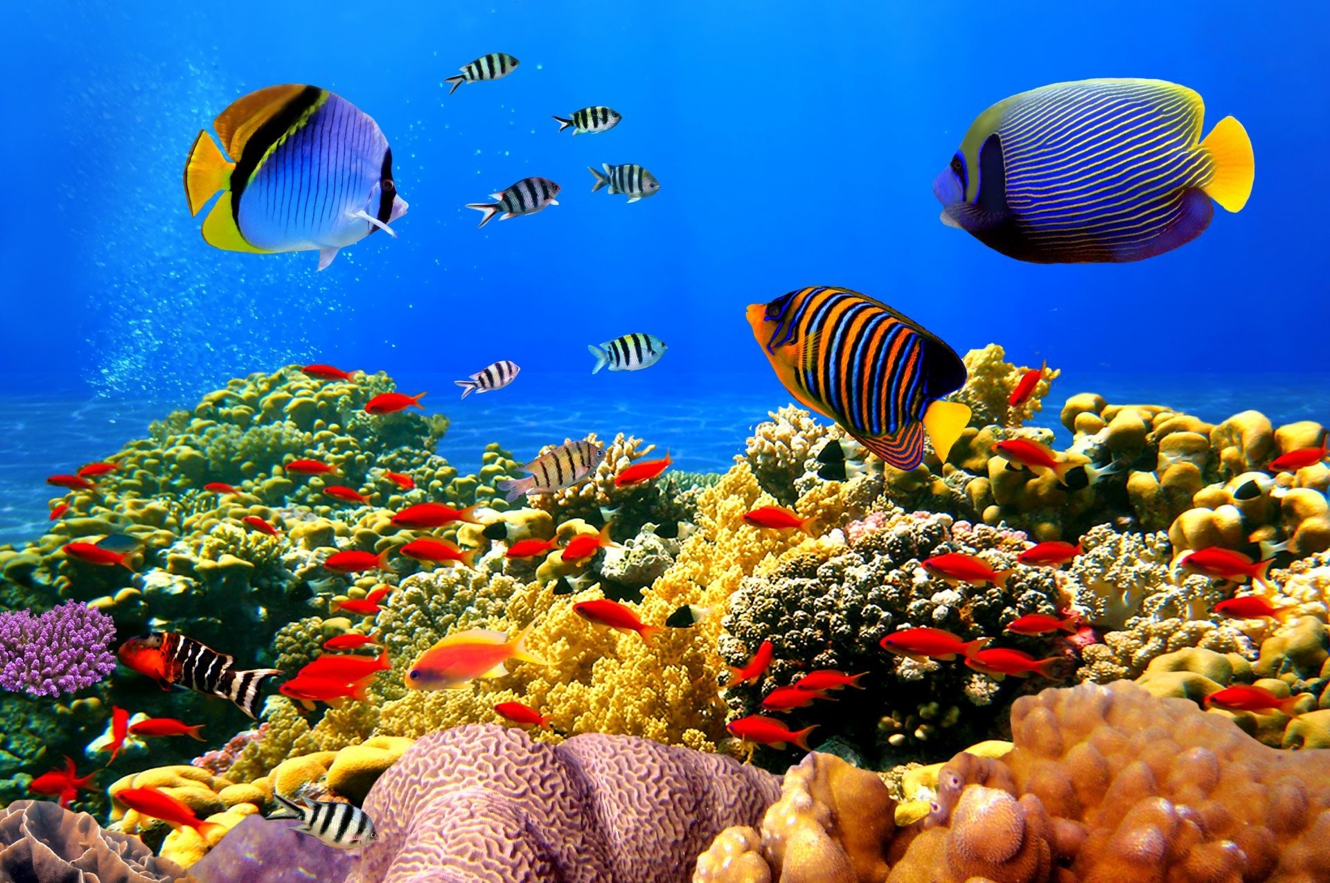 1920x1275 tropical coral reef underwater ocean fishes underwater world coral reef