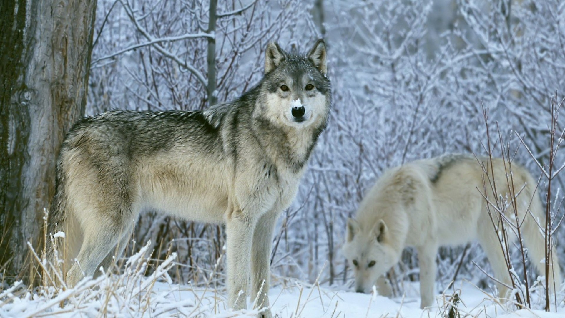 1920x1080 Wolf in the snowy wilderness ðºâ wallpaper