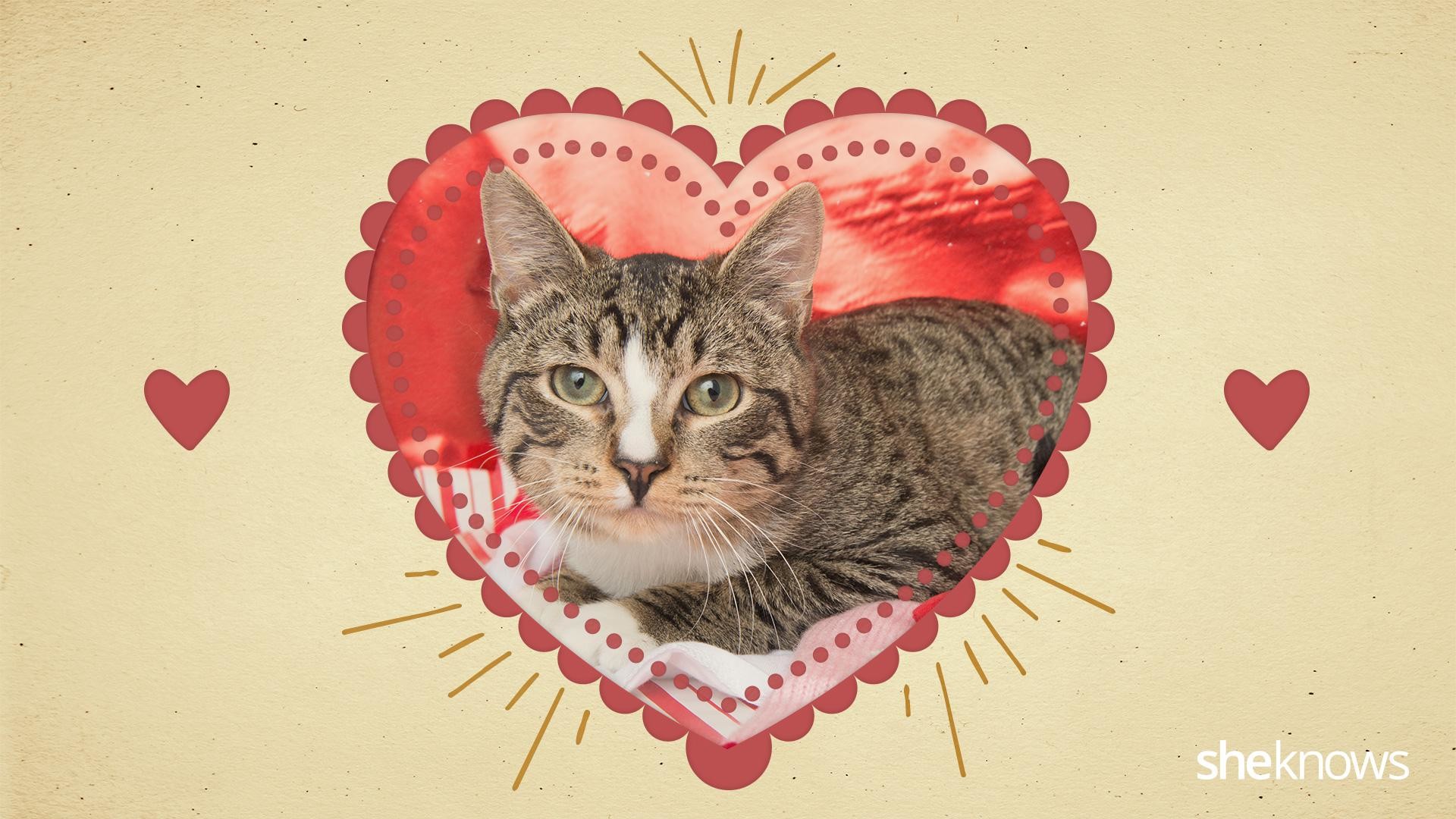 1920x1080 Give one of these purr-fect Valentine's Day cards to the one you love