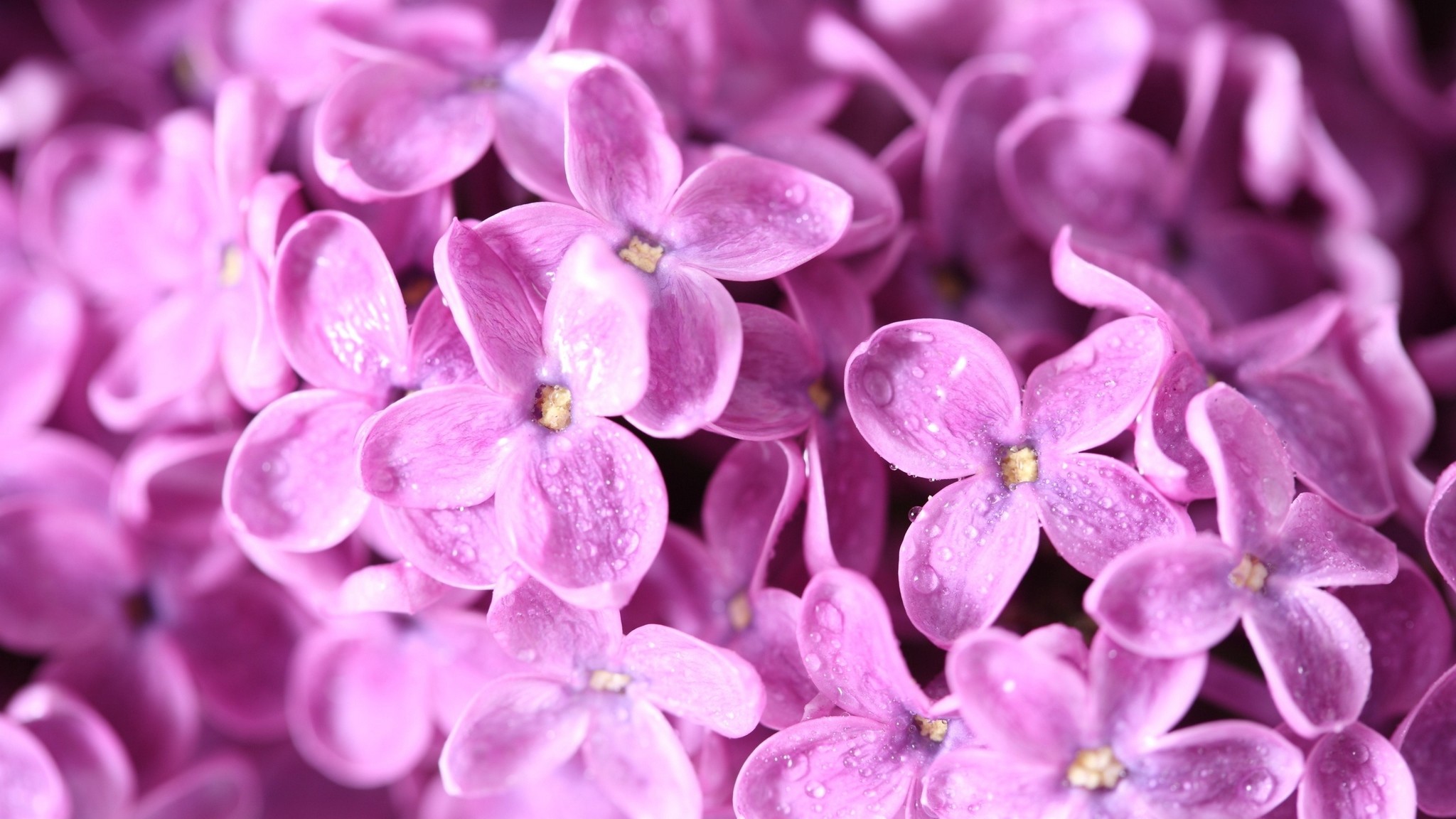 2048x1152  Wallpaper lilac, flowers, petals, many