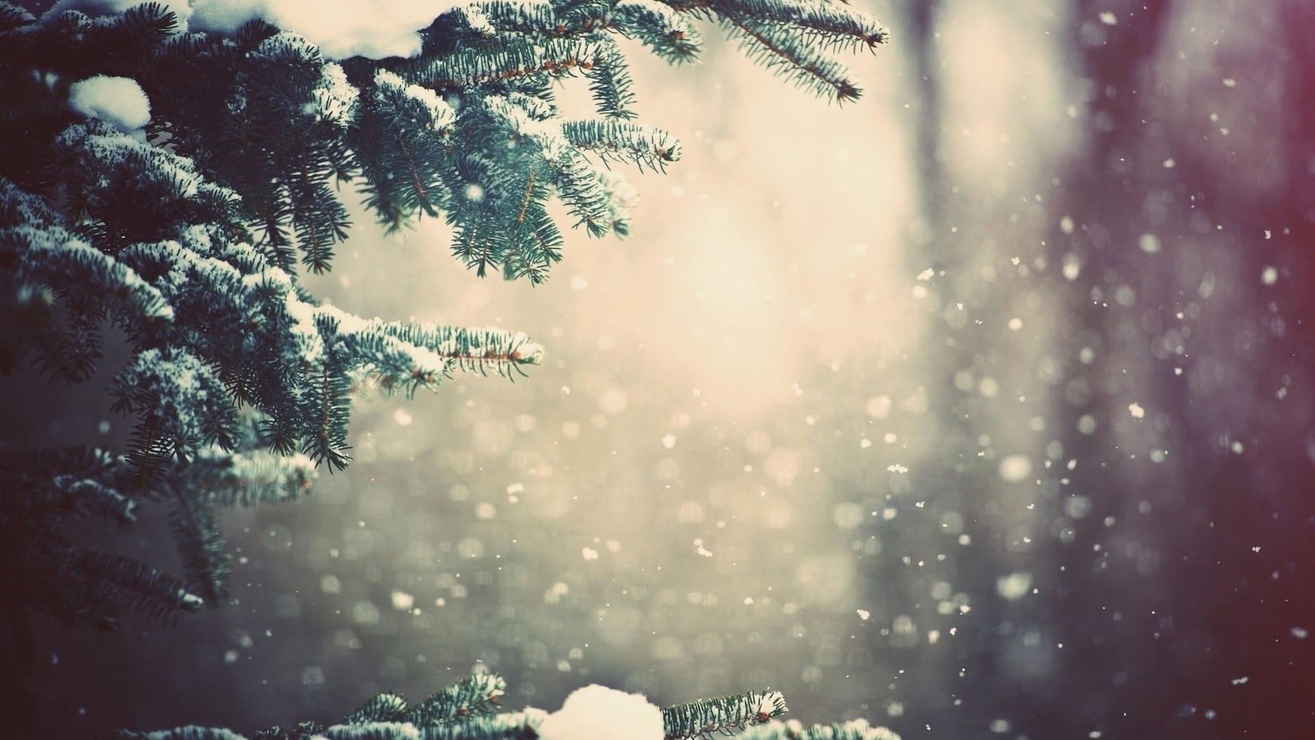 1920x1080 Preview wallpaper winter, spruce, branches, snow, glare 