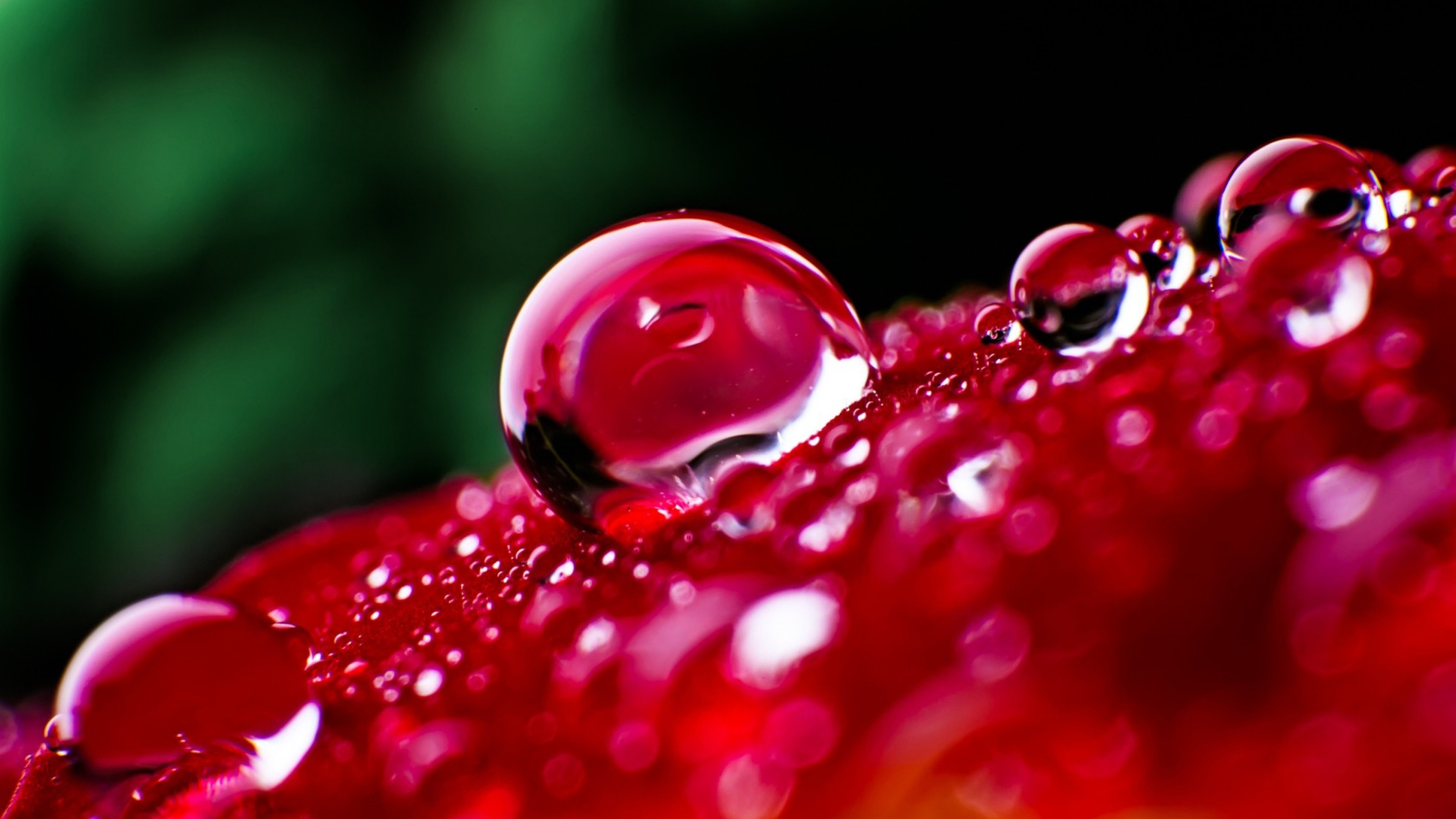 3840x2160  Wallpaper surface, large, drops, dew, bright, flower