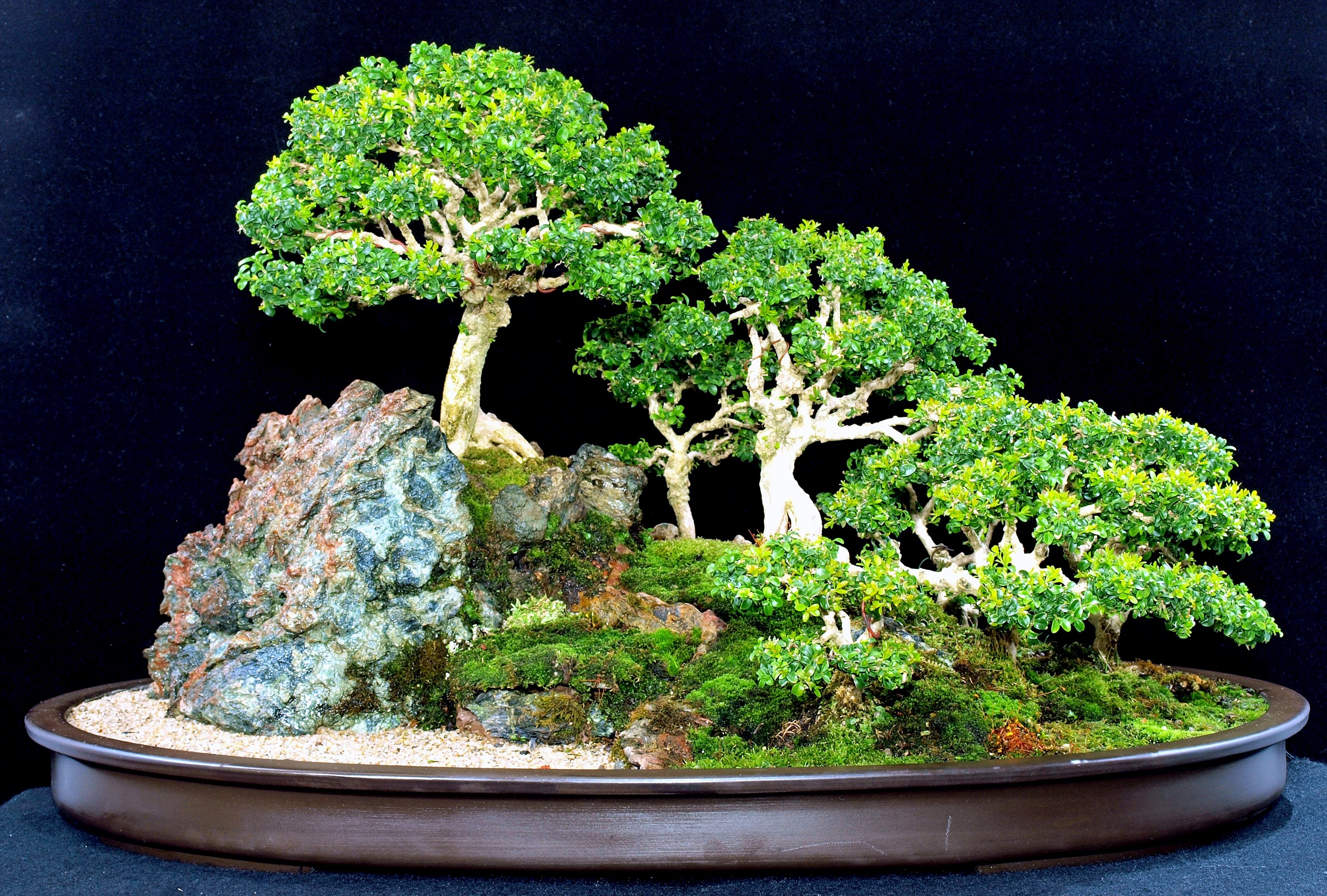 3000x2027 bonsai desktop backgrounds wallpaper (Raven Hardman )