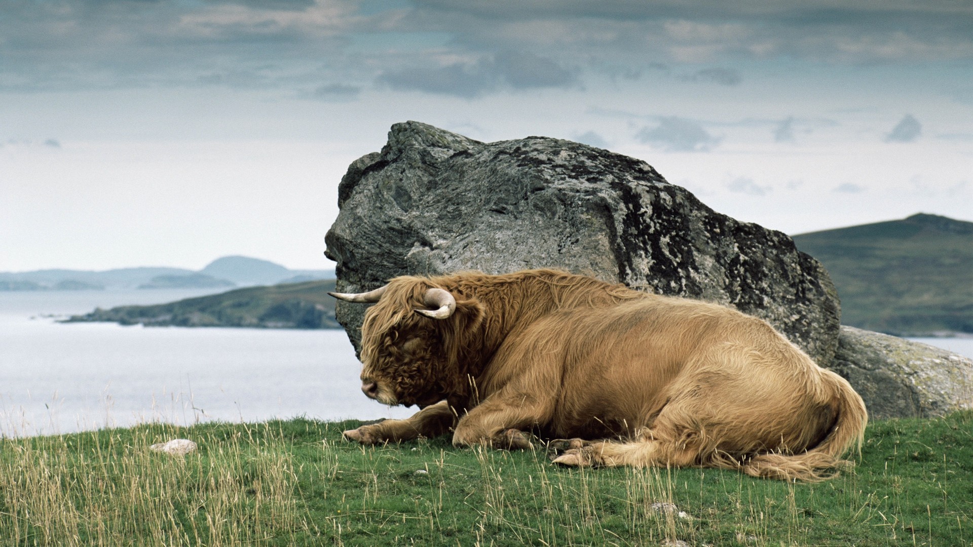 1920x1080  Wallpaper bison, horn, stone, nature