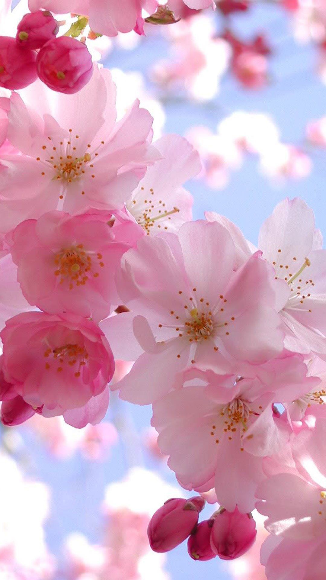 1080x1920 Pretty Pink White Sky Petals Tree Bud Blossom Desktop Background Images  Inspirational Reminds Me Of Seattle