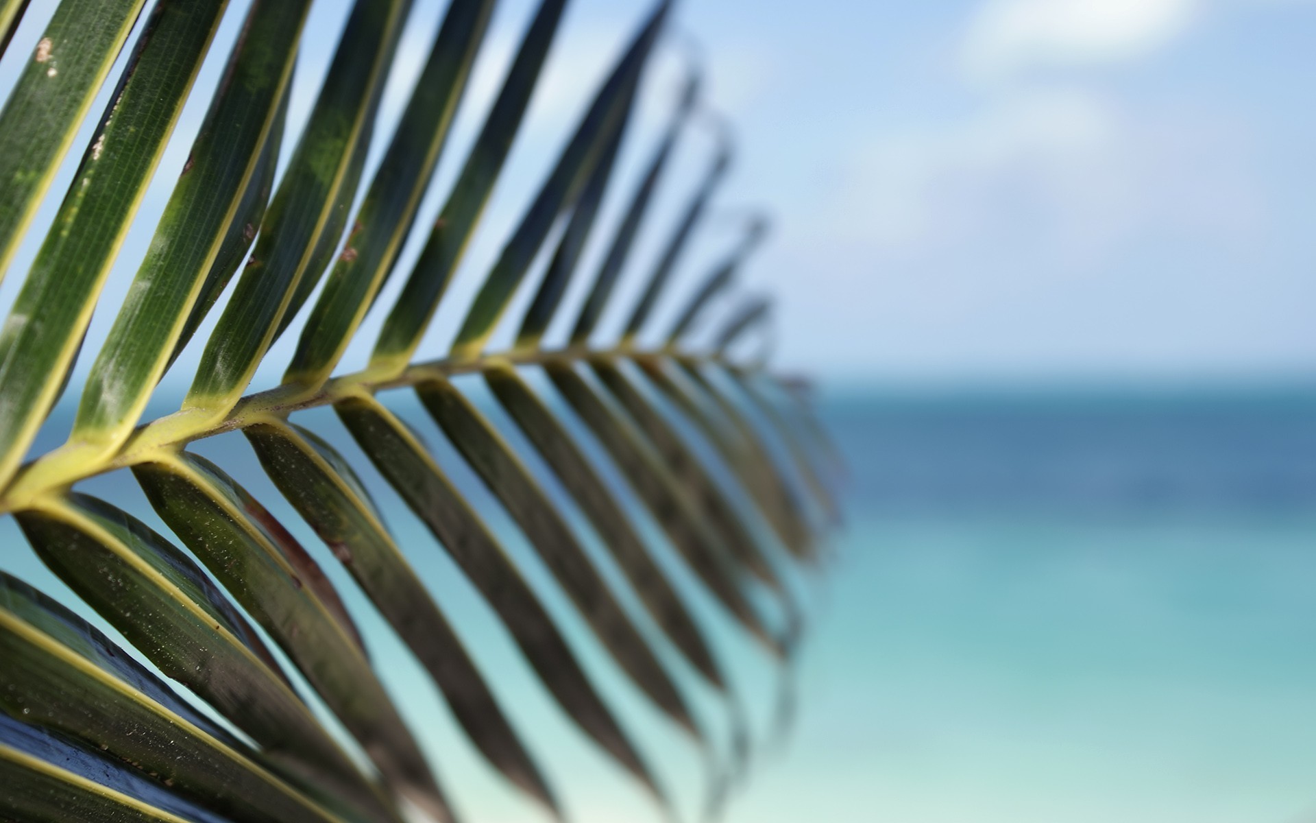 1920x1200 water leaf beach tropical palm trees depth of field sea wallpaper .