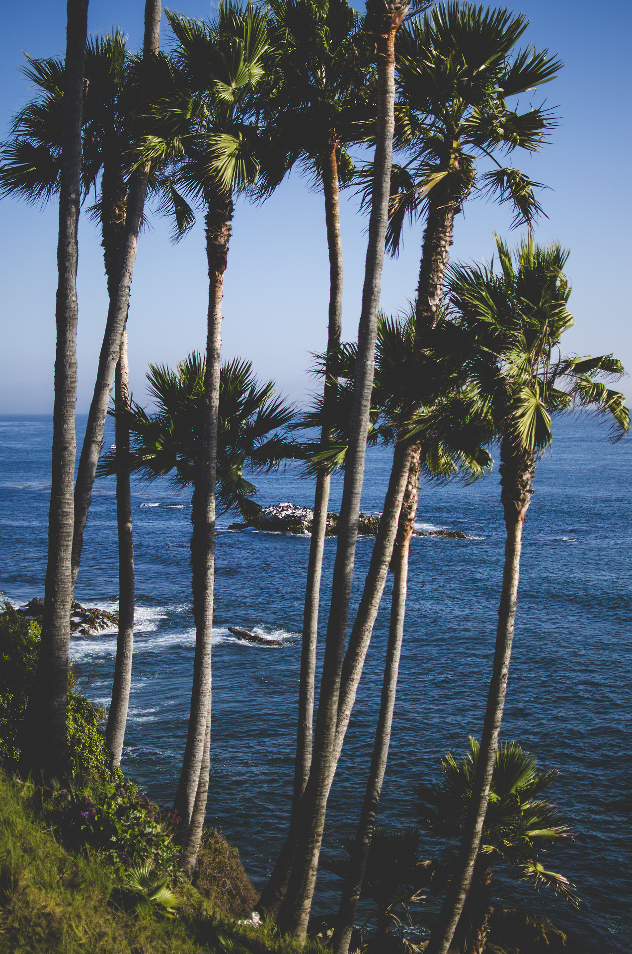 1272x1920 Coconut Trees. Laguna BeachOcean ...