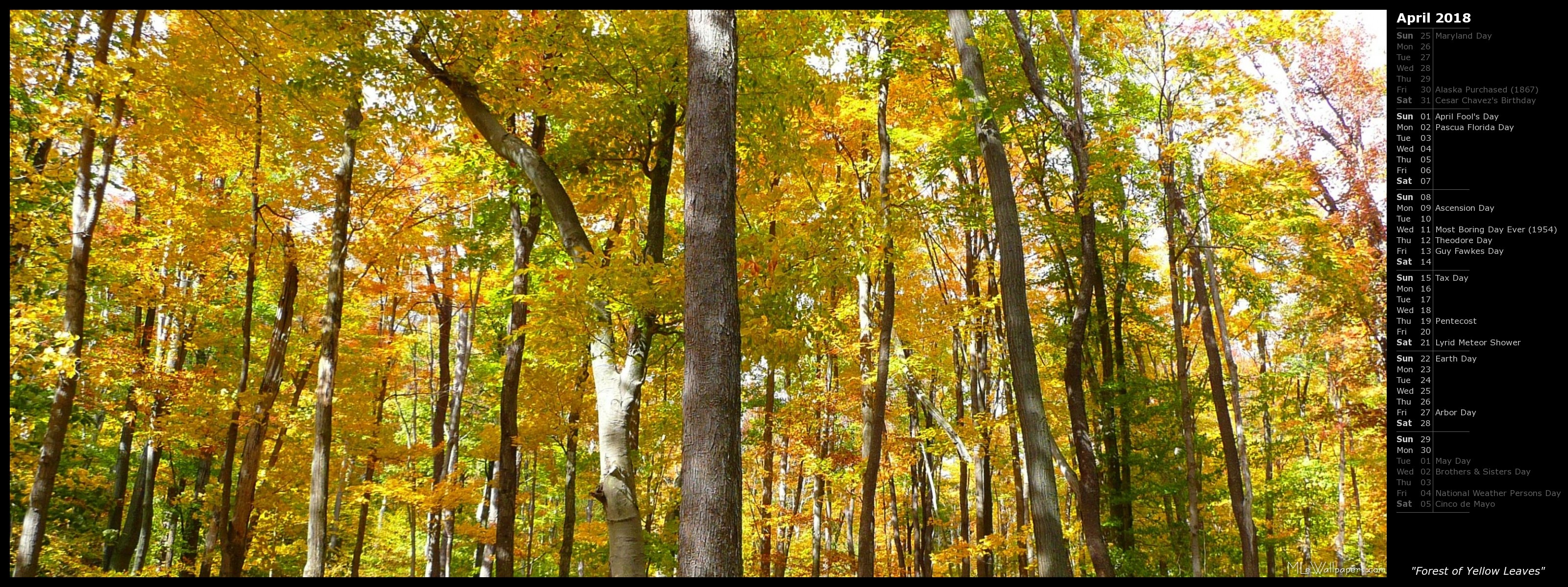 3200x1200 The leaves were perfect in October at the Seven Springs Autumnfest. Here's  a nature wallpaper of a forest filled with bright yellow trees.