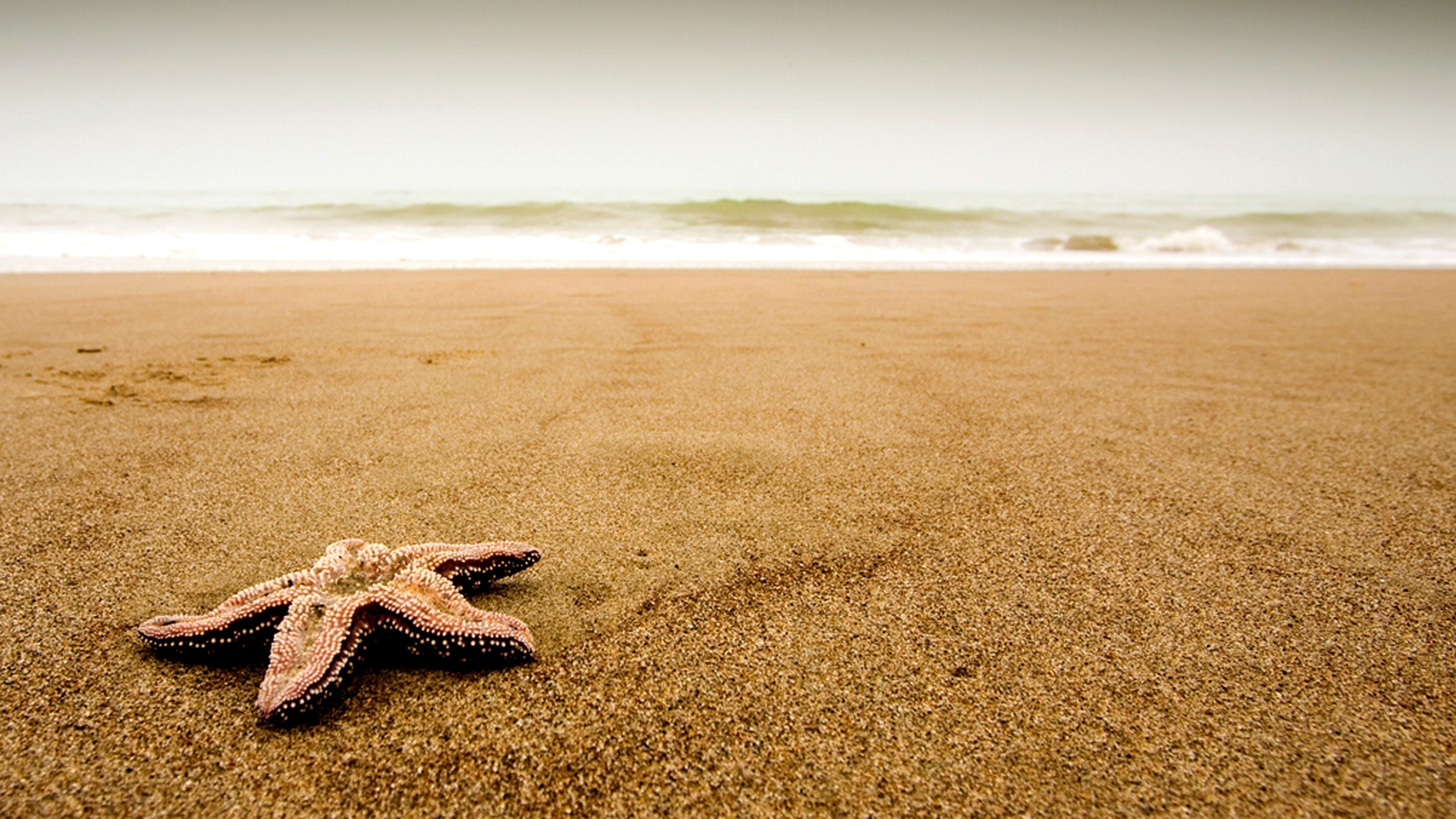 3840x2160  Wallpaper starfish, coast, beach, sand, particles, cloudy