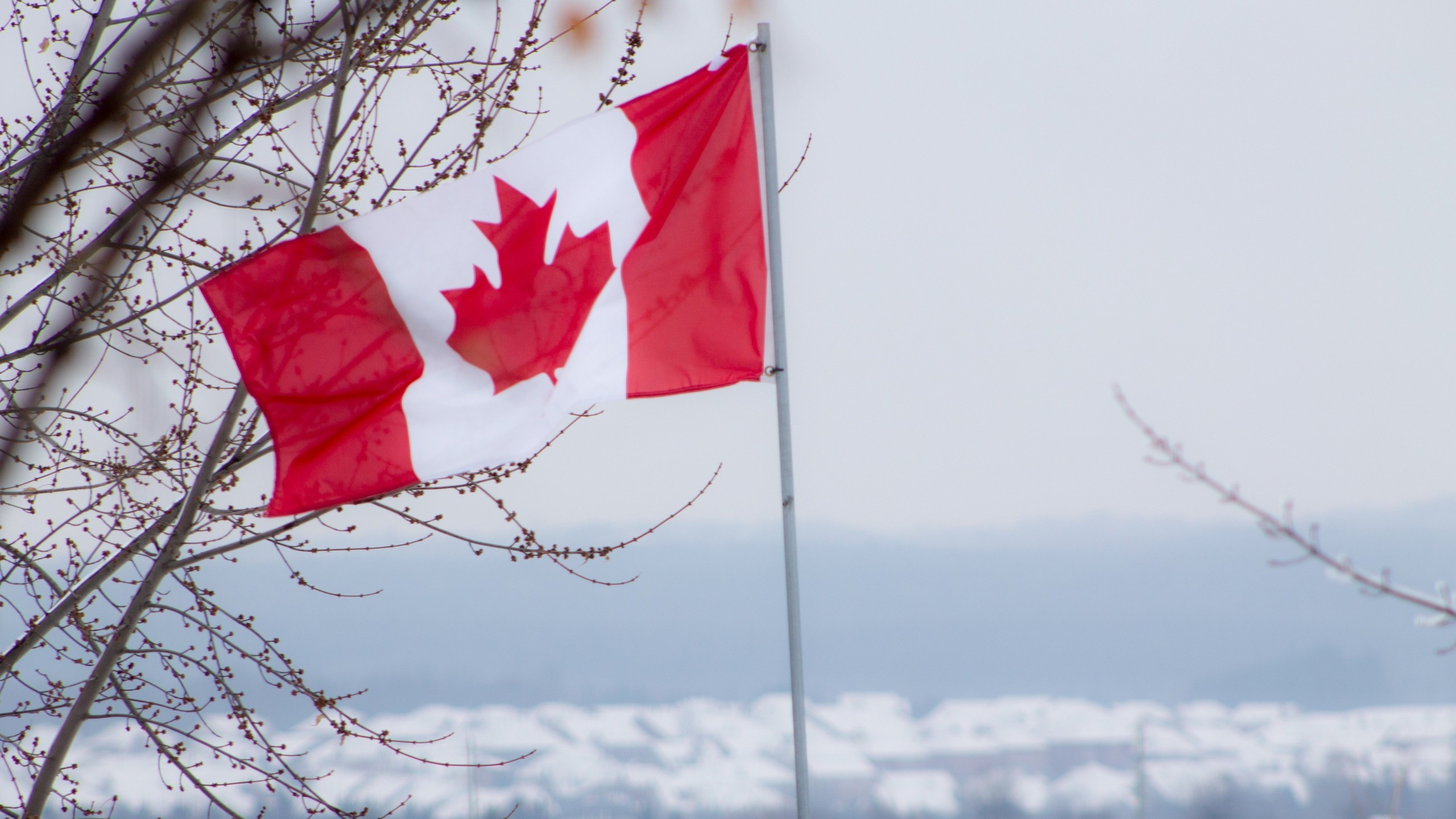 2560x1440 wallpaper.wiki-Canadian-flag-tree-clouds-country-4k-