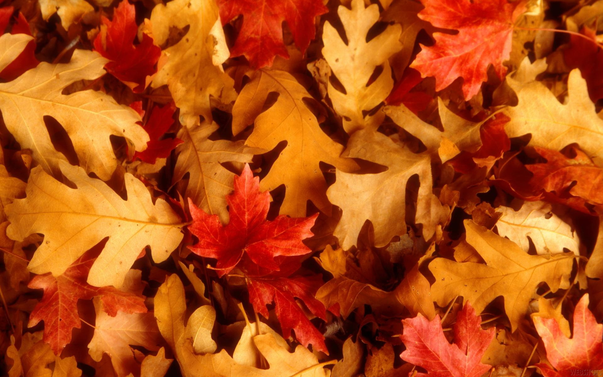 1920x1200 Autumn Leaves Wallpaper for Computer - WallpaperSafari Autumn Leaf ...