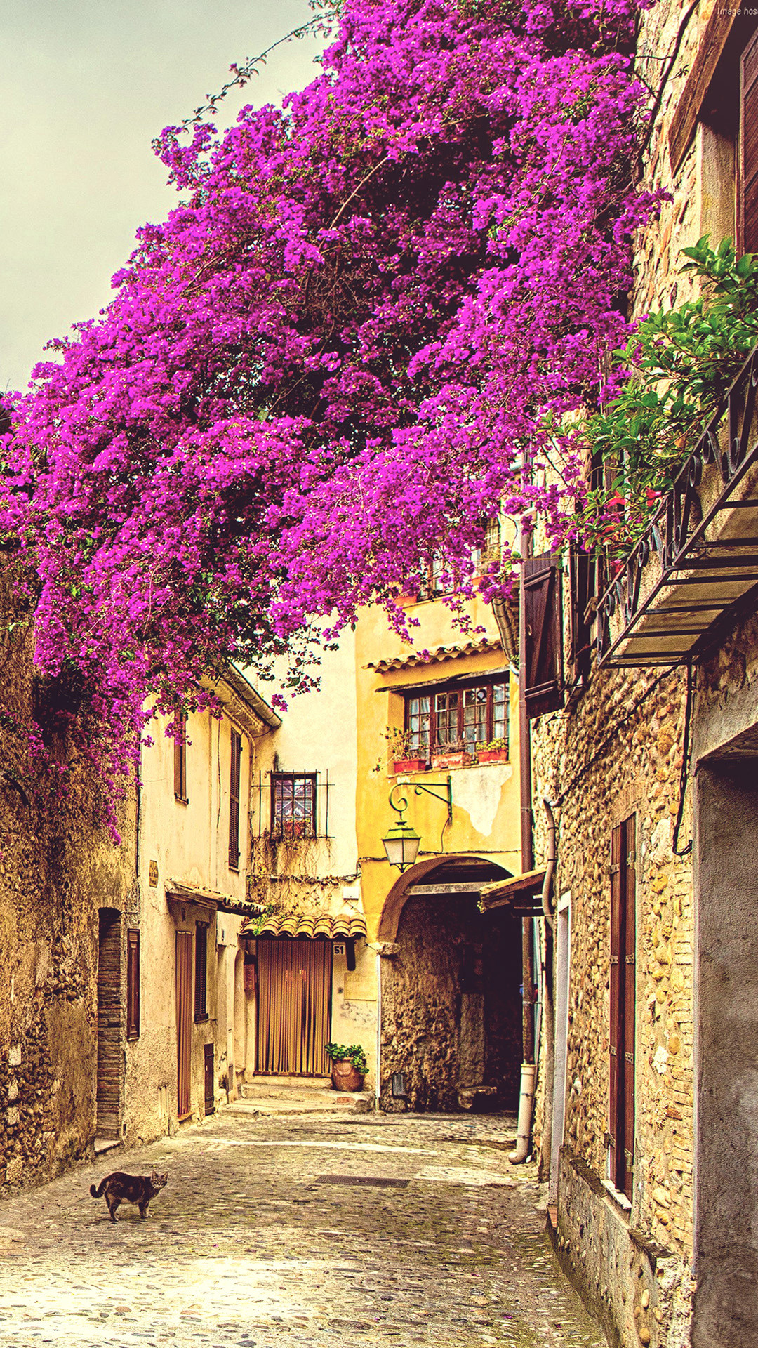 1080x1920 Download Provence Download Wallpaper. iPhone 6 (750x1134) Â· iPhone 6+  () ...
