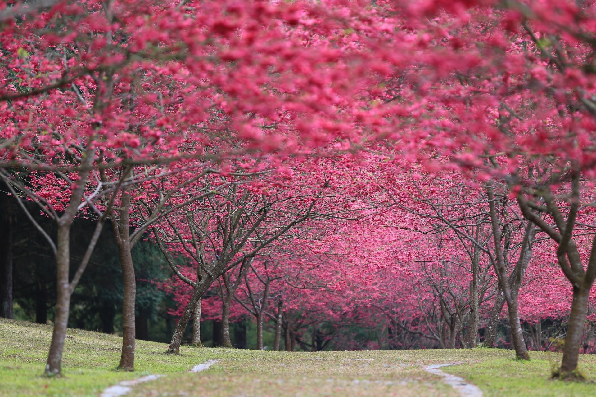 1920x1280 japan sakura cherry blossoms leaves cherry bloom spring park