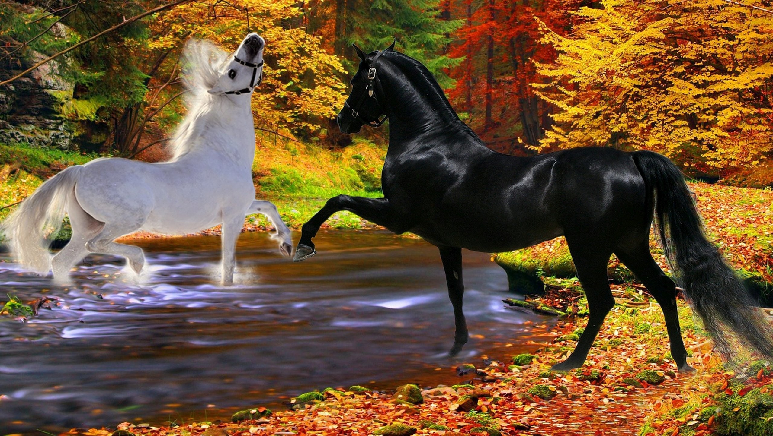 2560x1446 Horses black playfulness couple river white two autumn stallion wallpaper |   | 475034 | WallpaperUP
