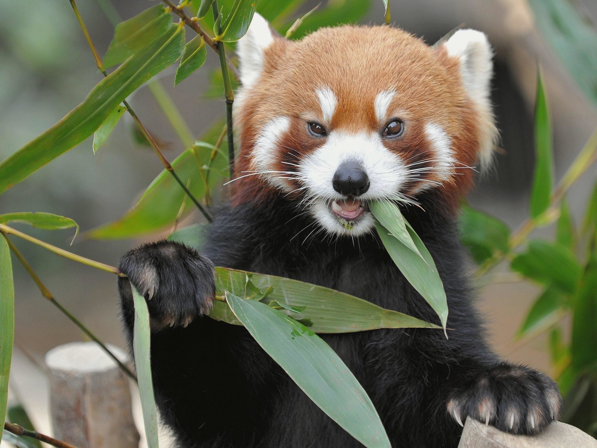Red Panda. Nature HD Wallpaper Download