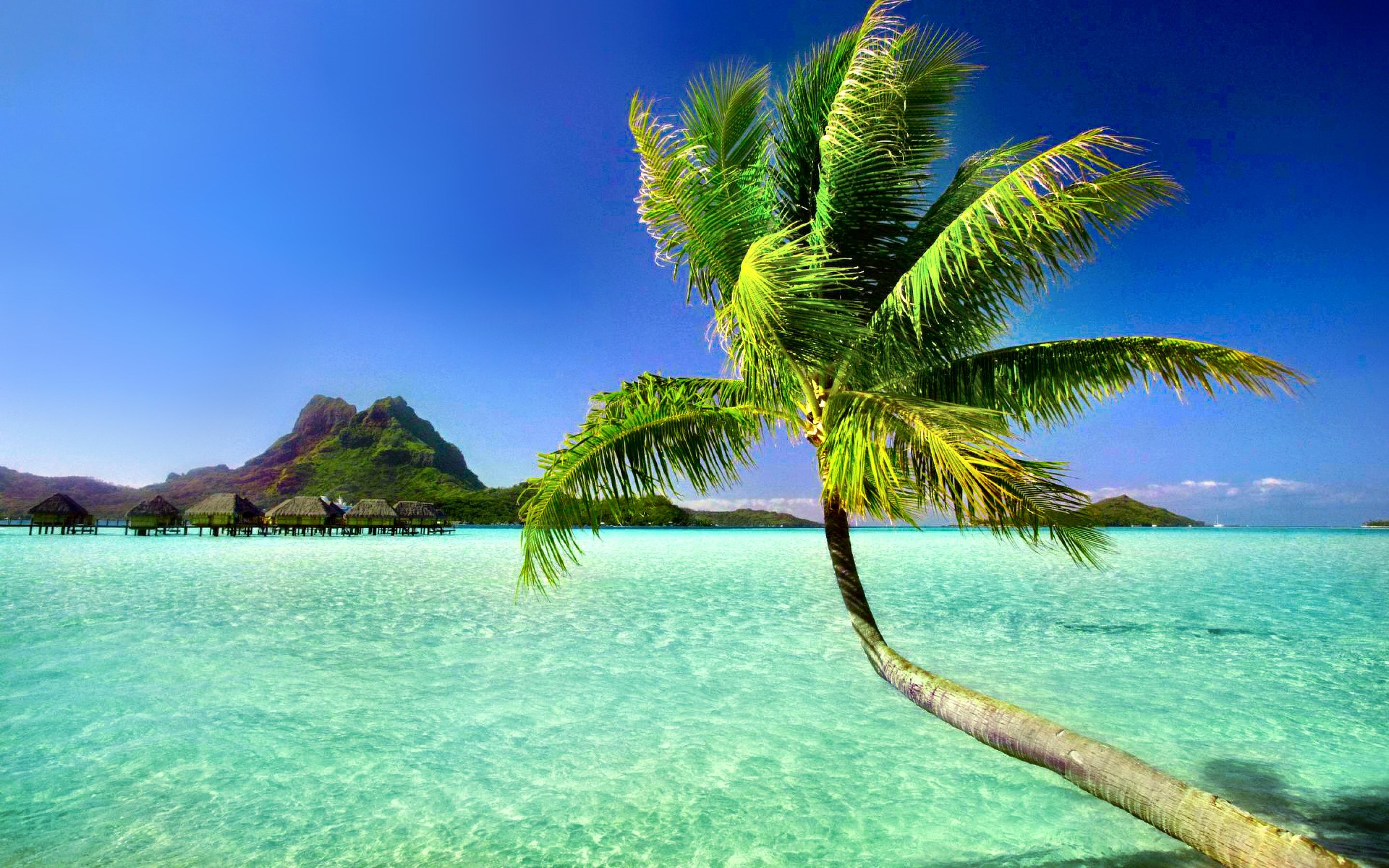 2880x1800 Palm Tree Wallpapers #6885384