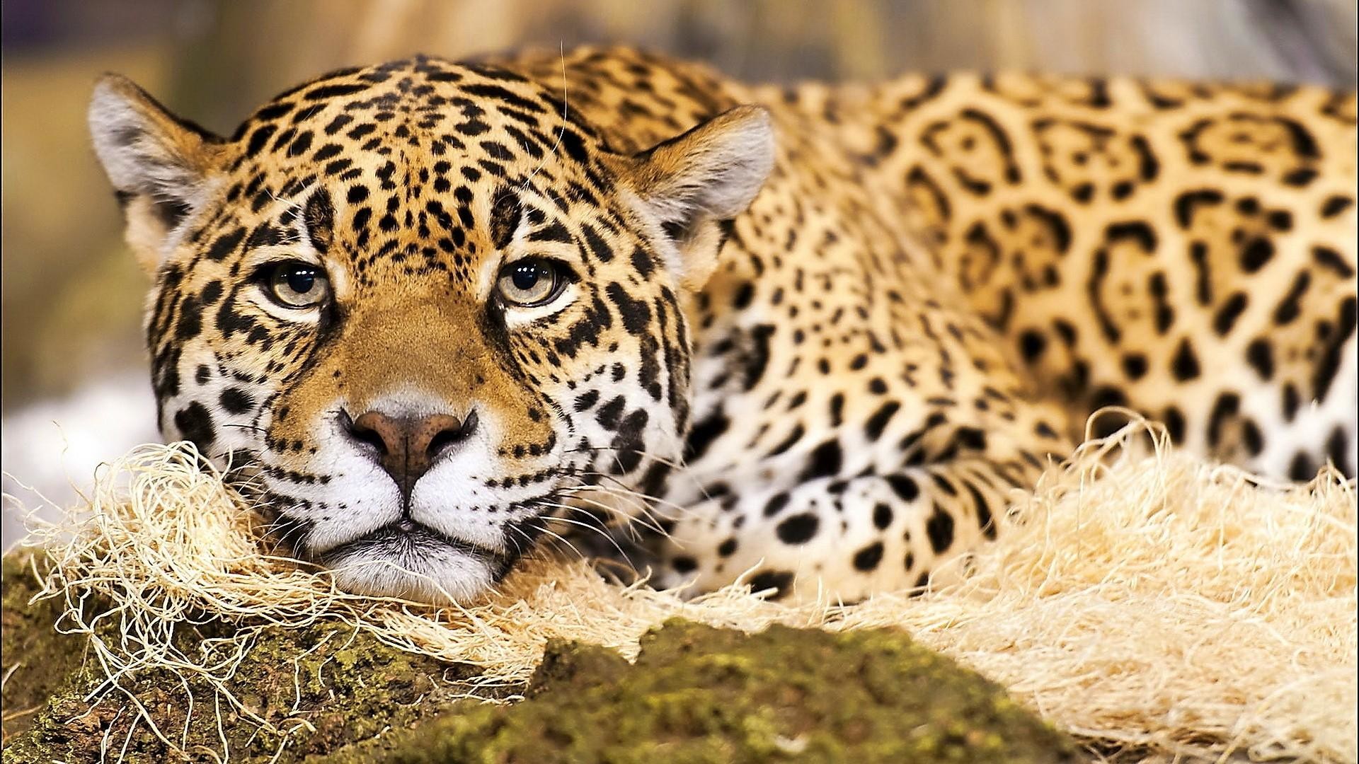 1920x1080 â¥WCâ¥ 249 jaguar cat | HD Jaguar Big Cat Wallpaper
